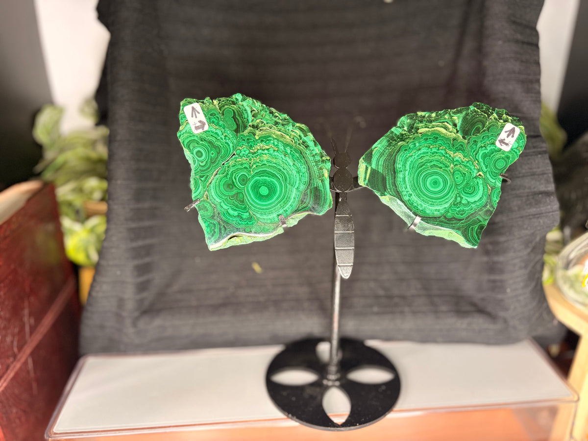 Custom Malachite Butterfly Wings on Stand