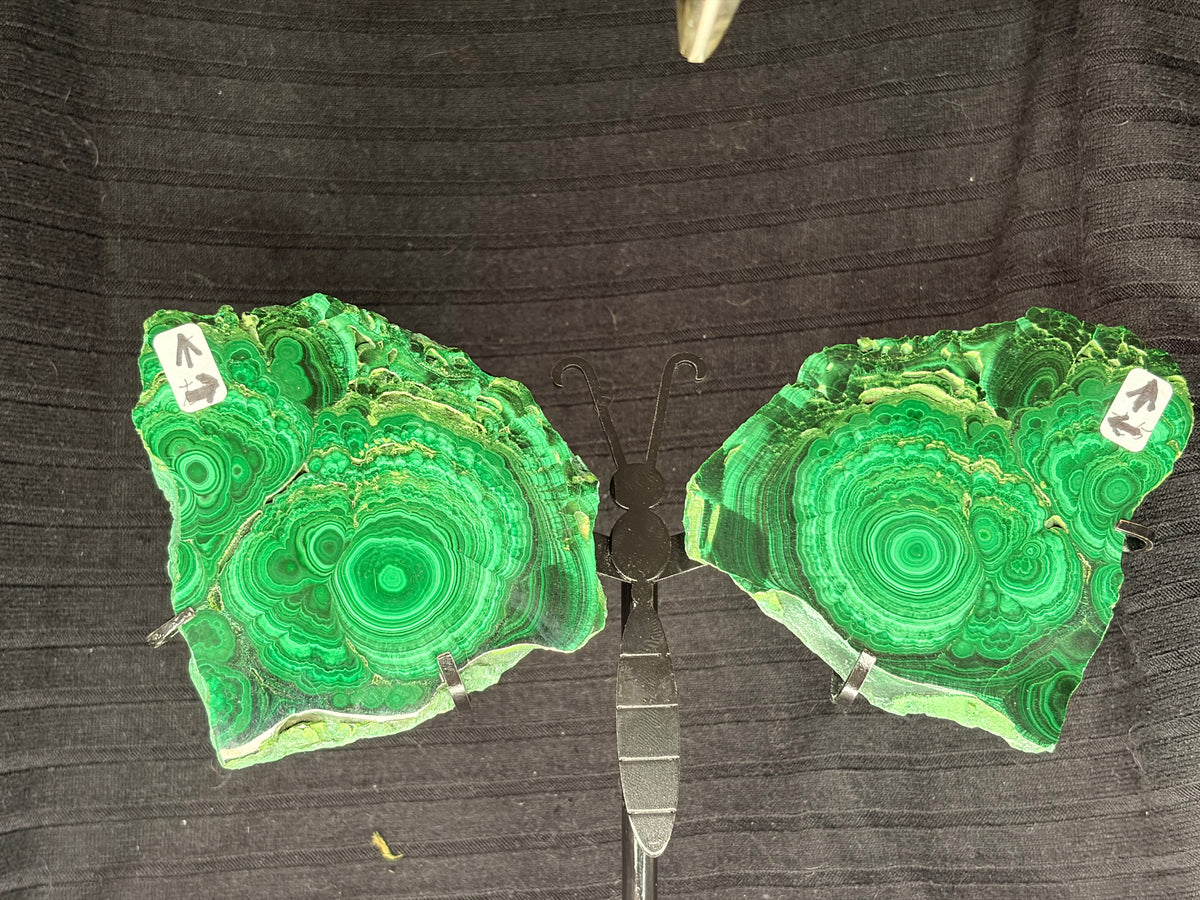 Custom Malachite Butterfly Wings on Stand