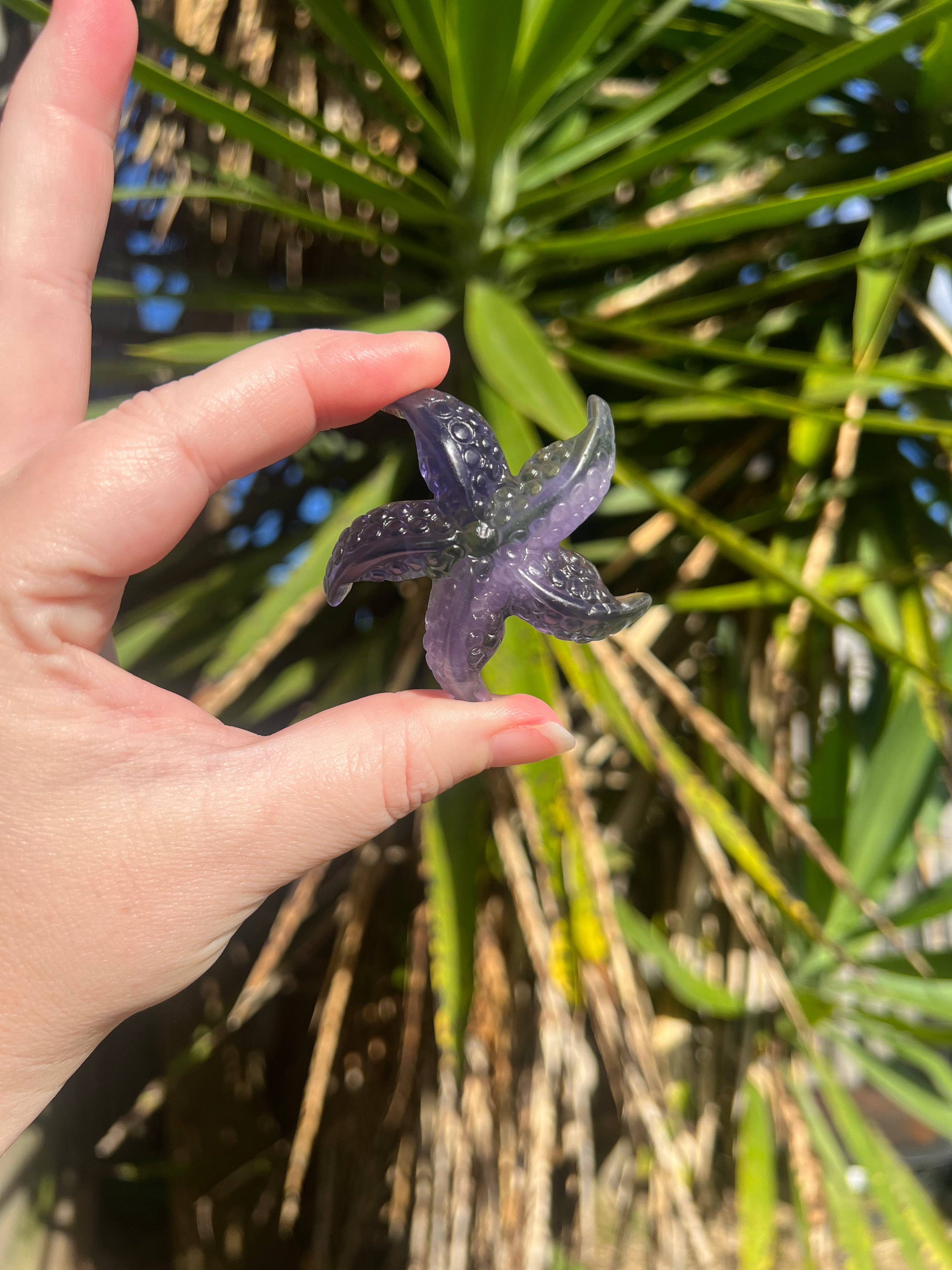 Fluorite Starfish 1