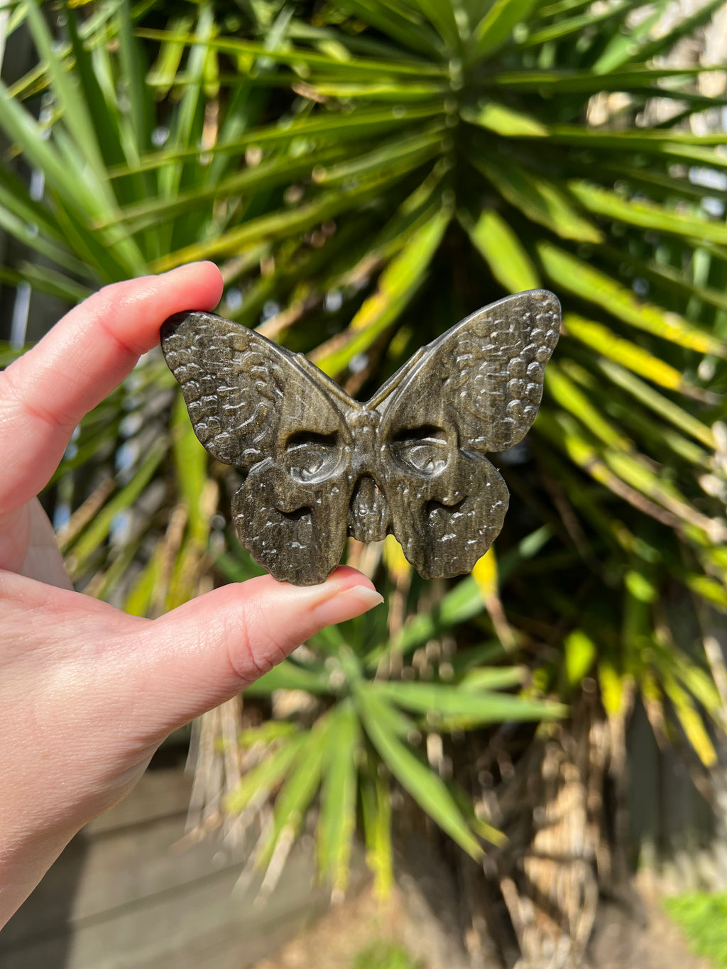 Gold Sheen Obsidian Death Head Moth