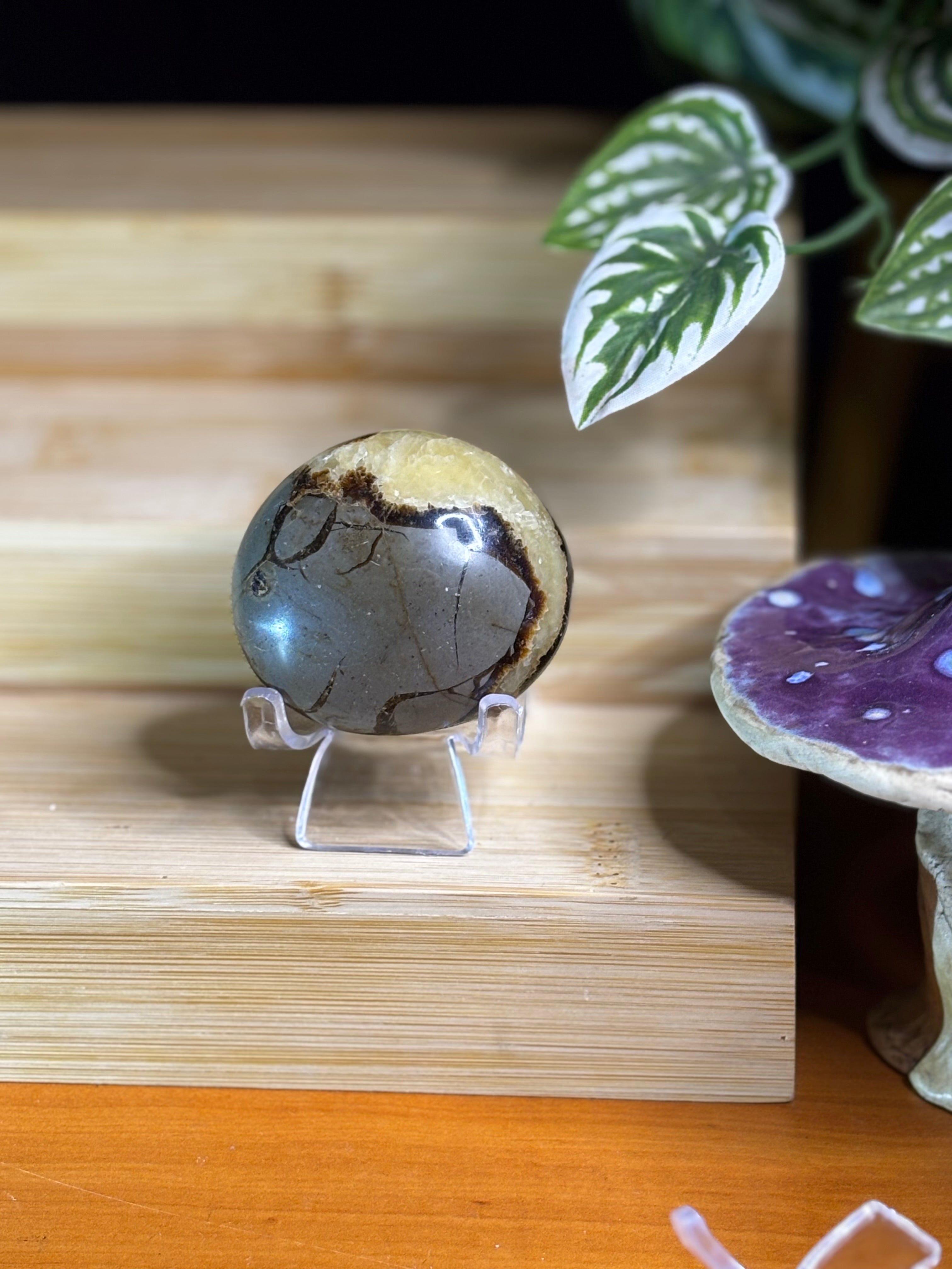 Septarian Palm Stone