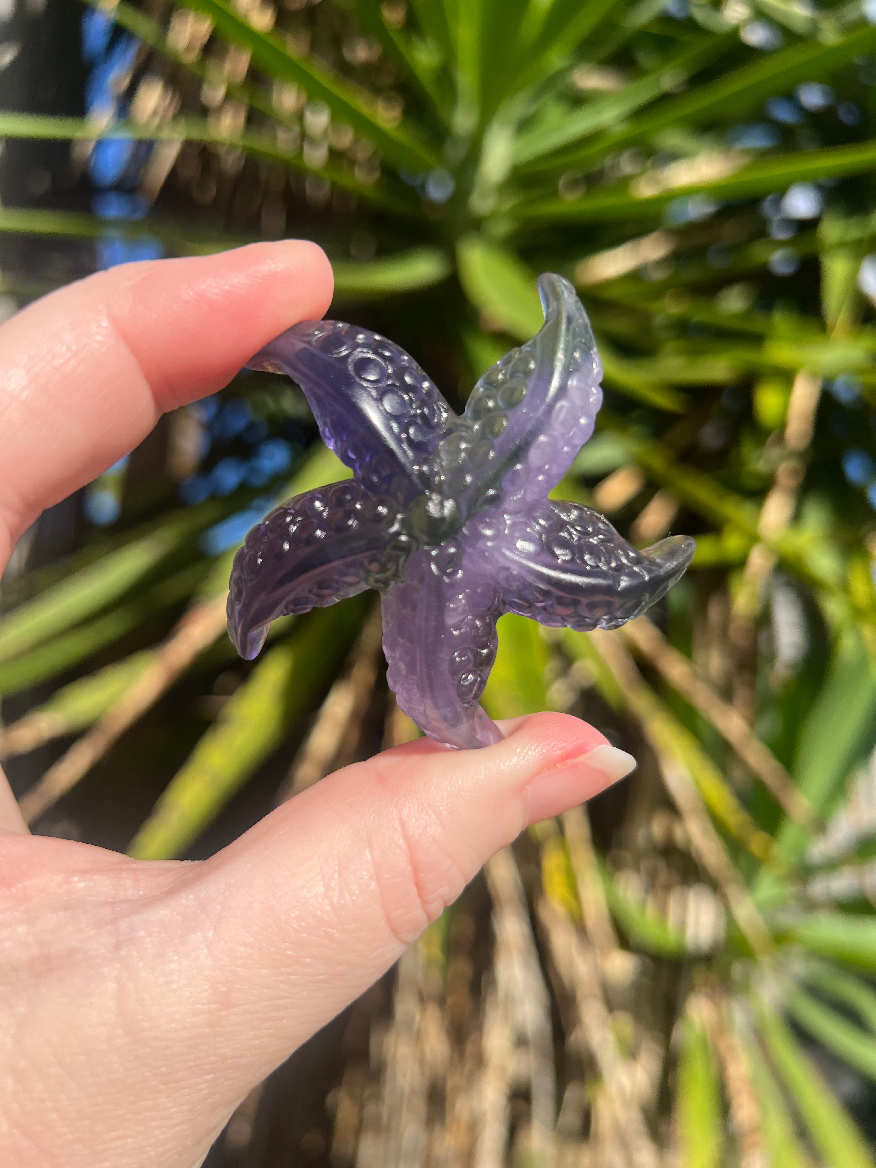 Fluorite Starfish 1