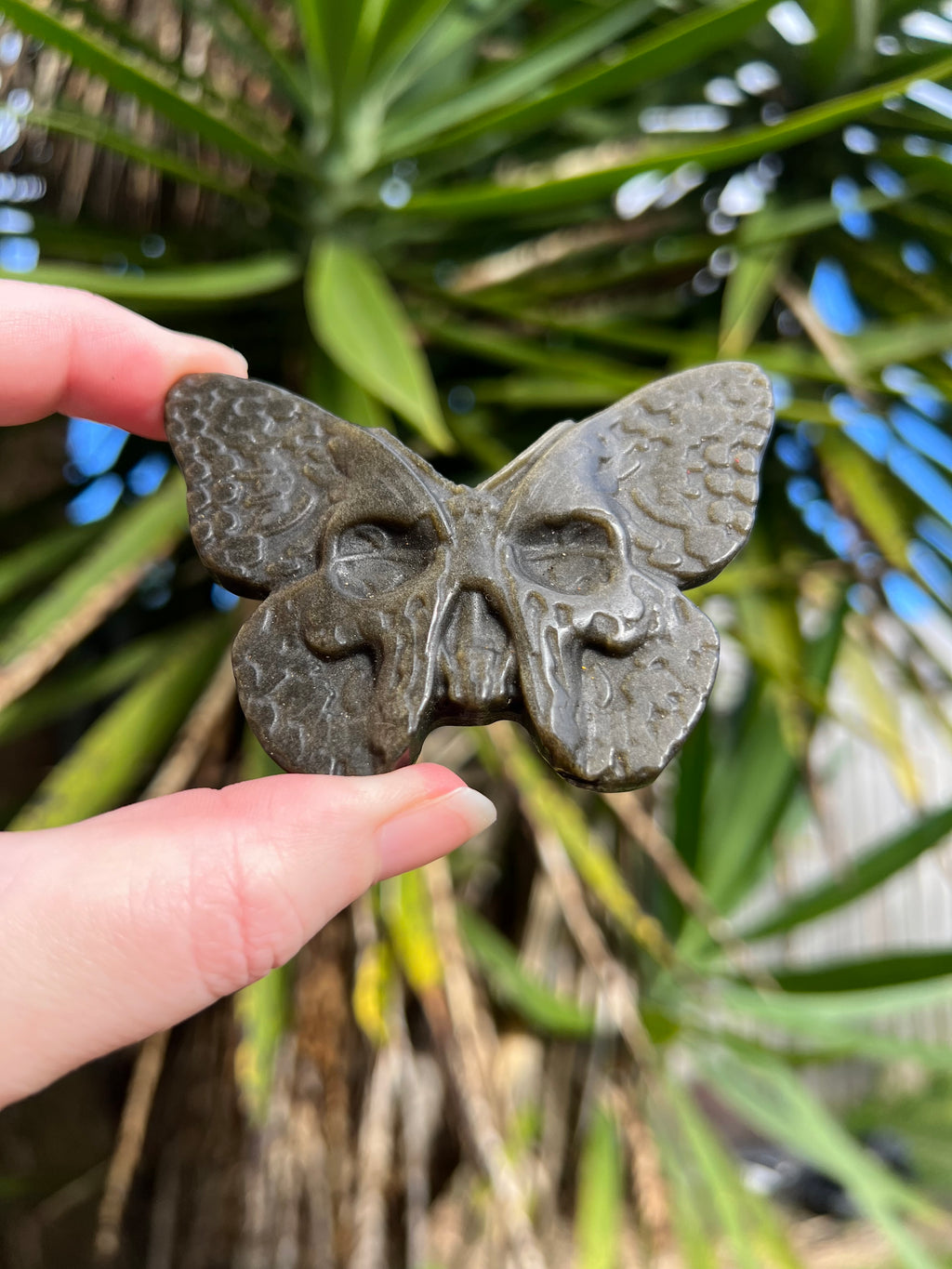 Gold Sheen Obsidian Death Head Moth 2