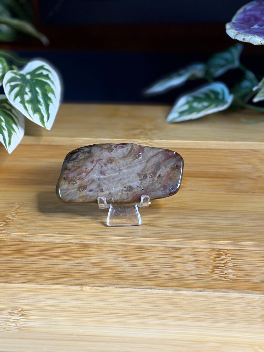 Petrified Wood Mini Slab