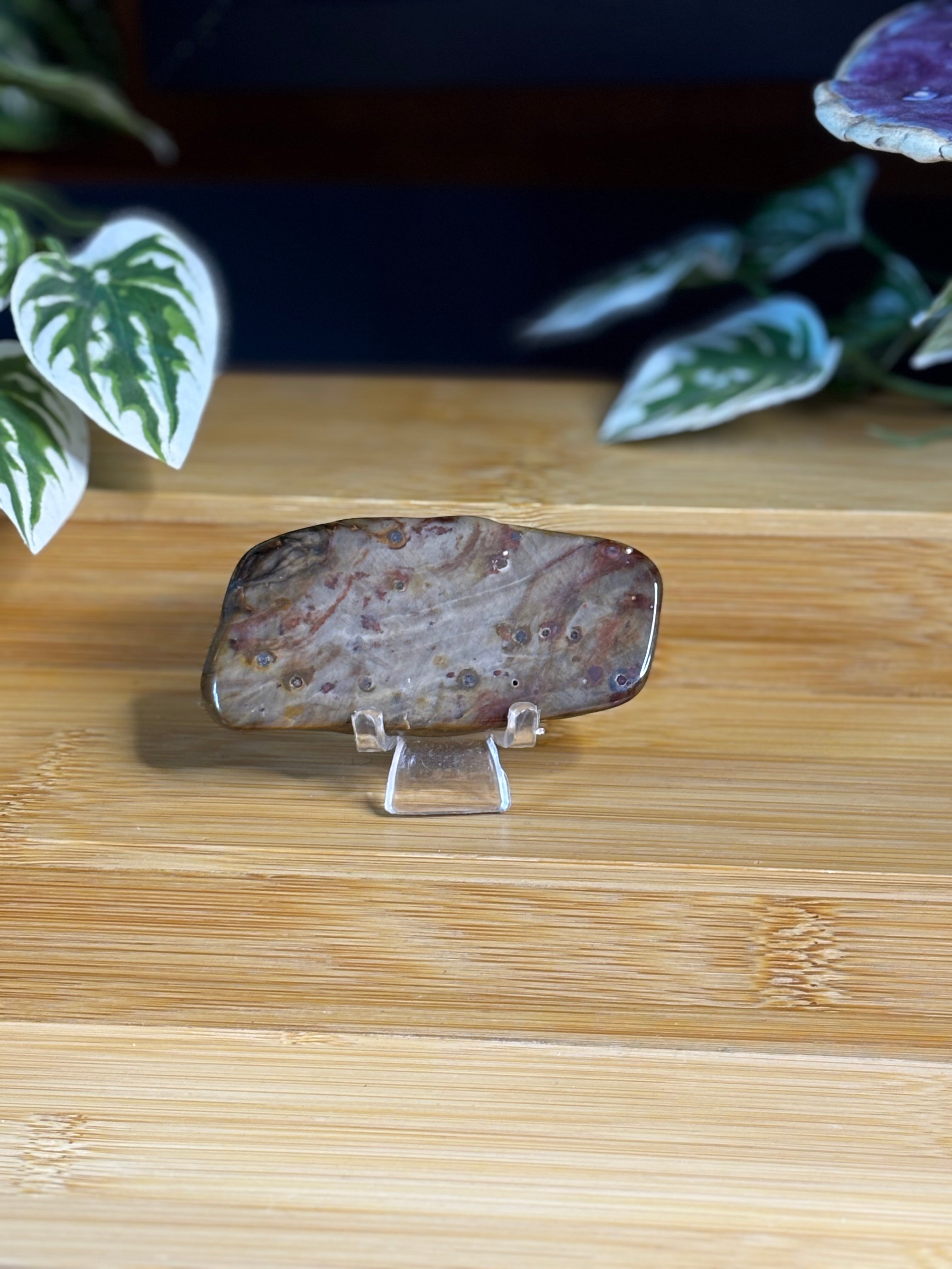 Petrified Wood Mini Slab