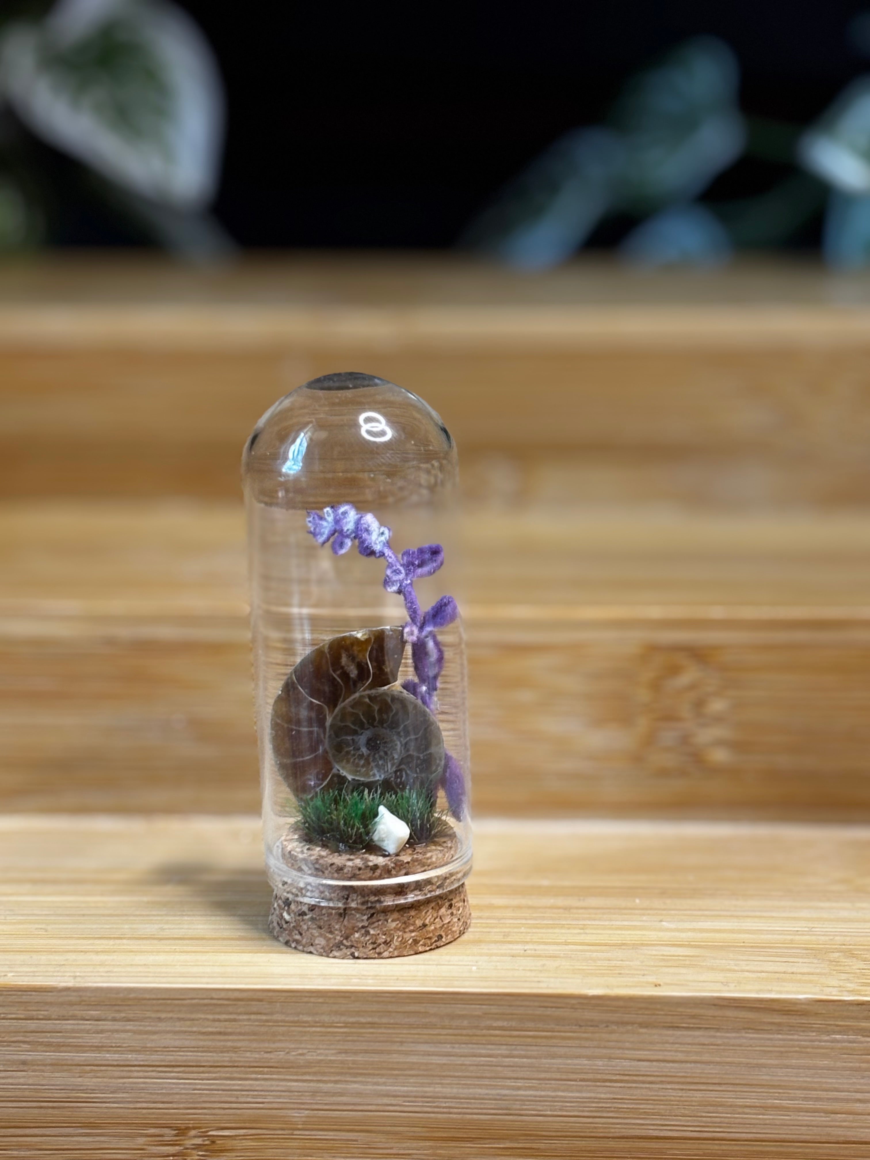 Ammonite Curio Dome