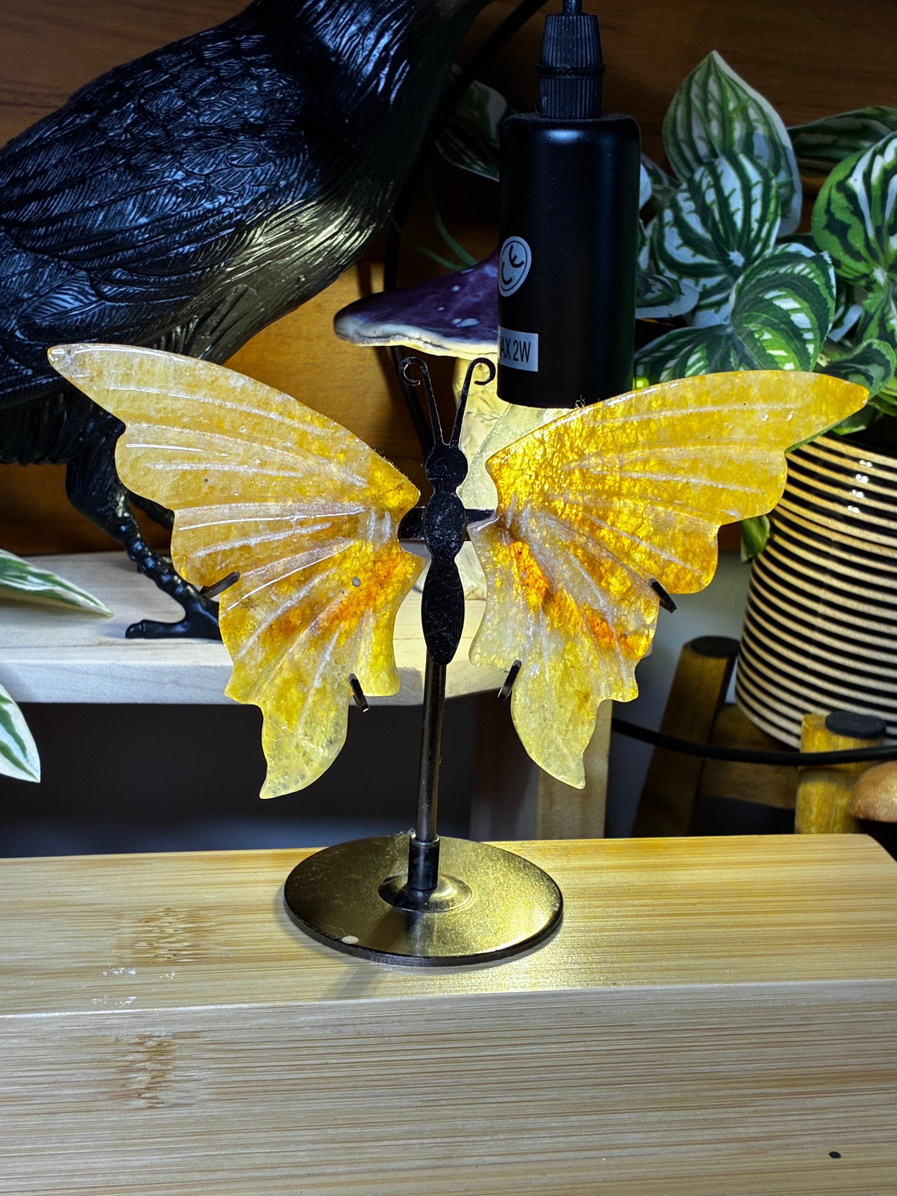 Golden Healer Butterfly