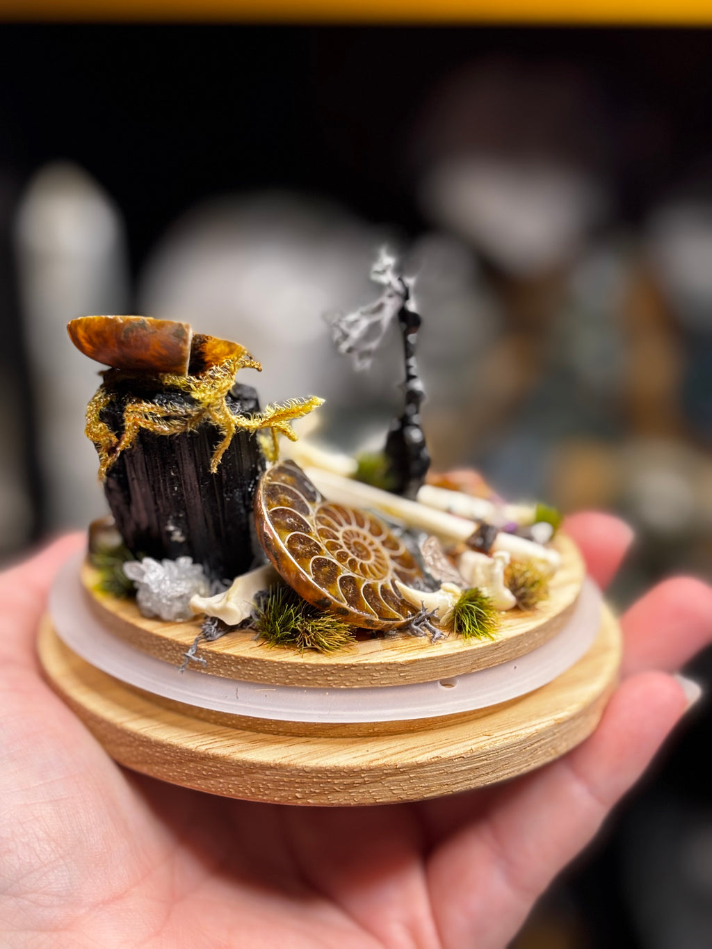 Ancient Debris Curio Dome