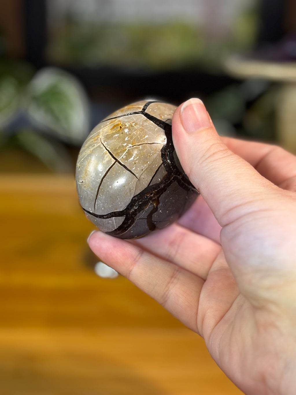 Septarian Egg 2