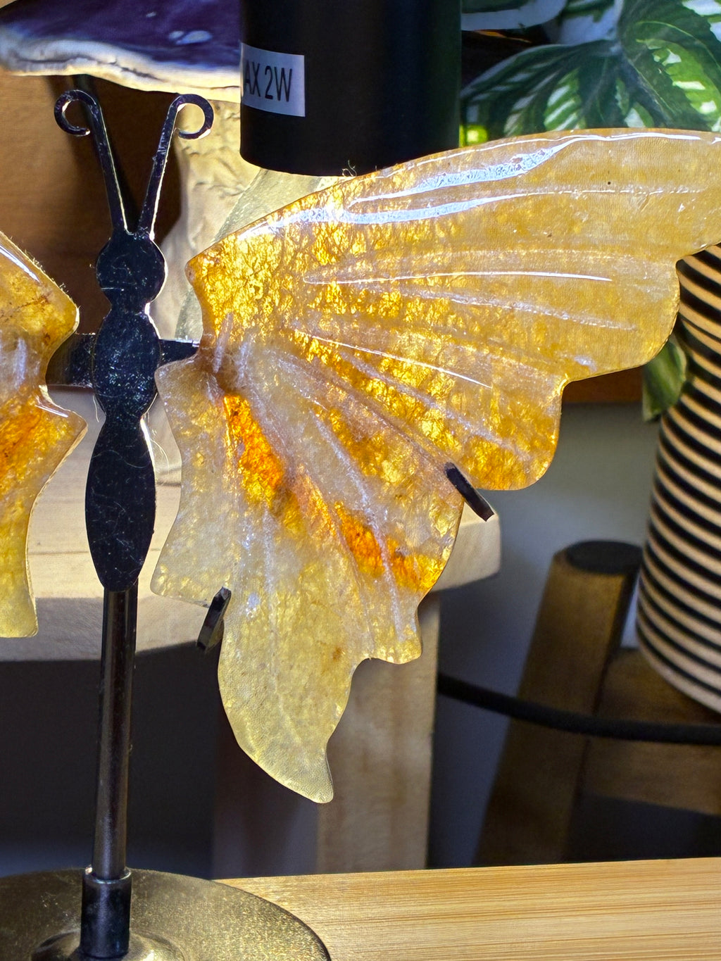 Golden Healer Butterfly