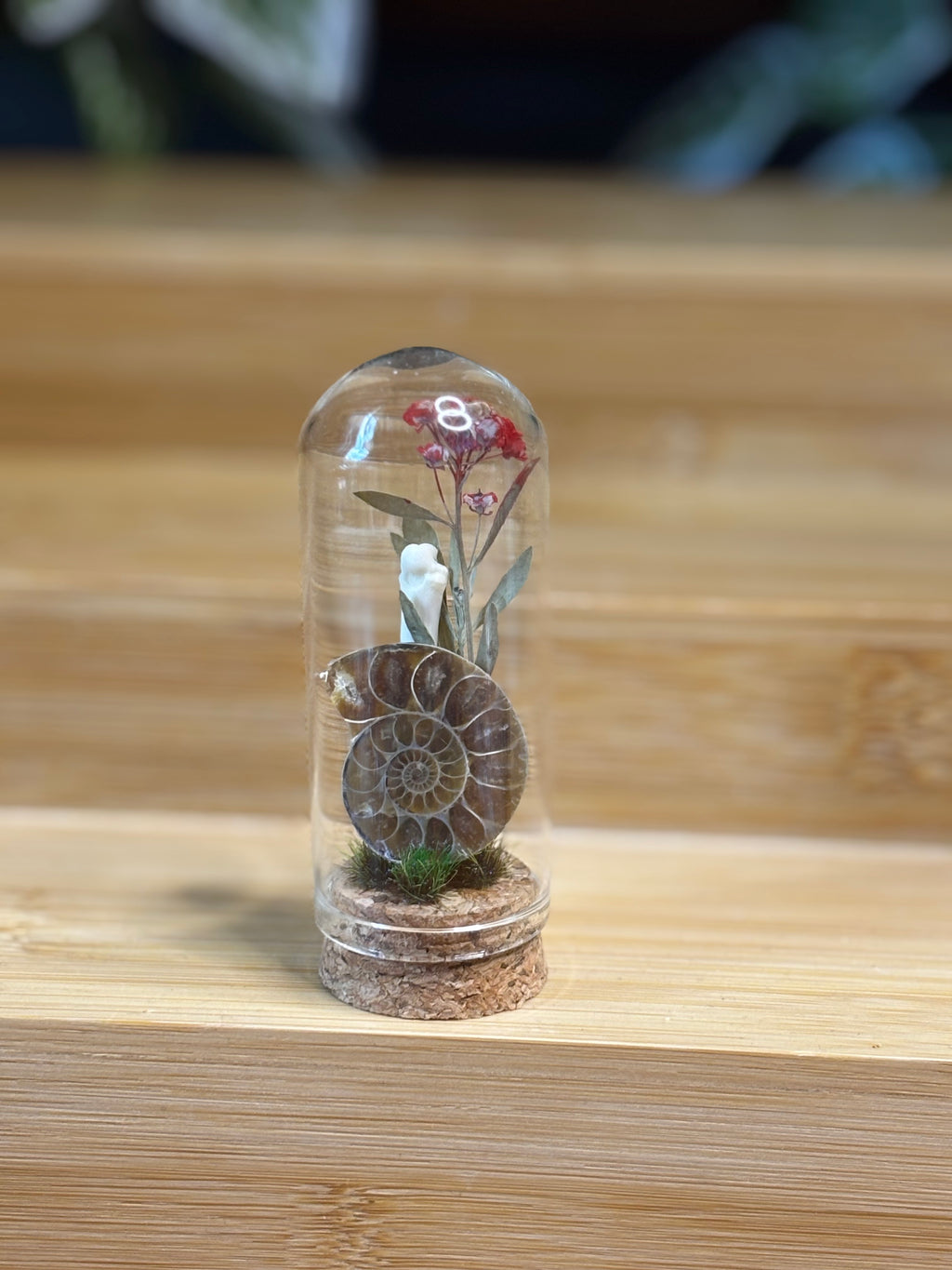 Ammonite Curio Dome