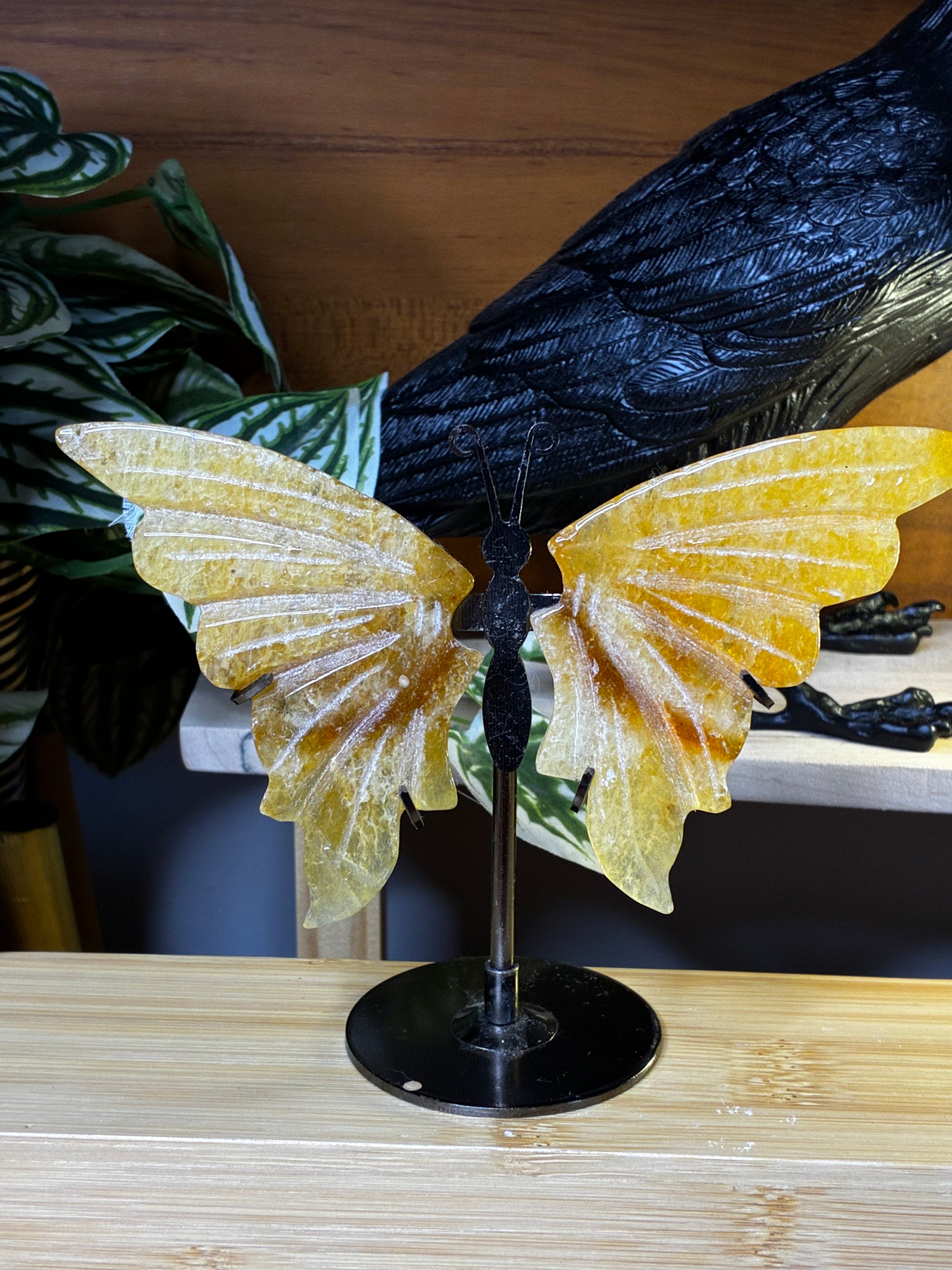 Golden Healer Butterfly
