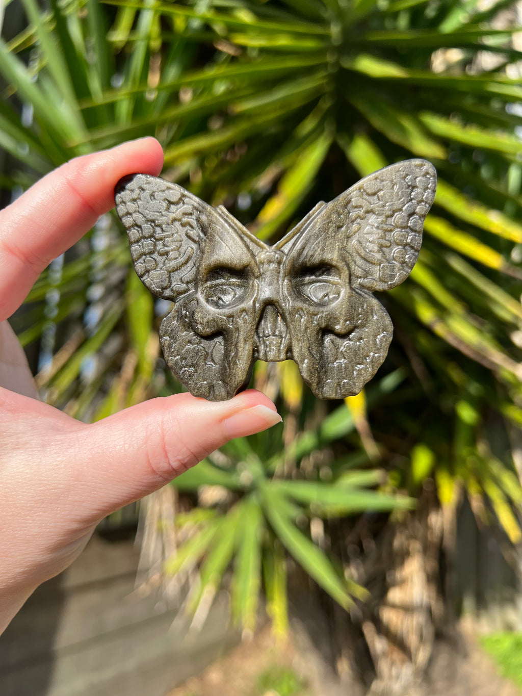Gold Sheen Obsidian Death Head Moth
