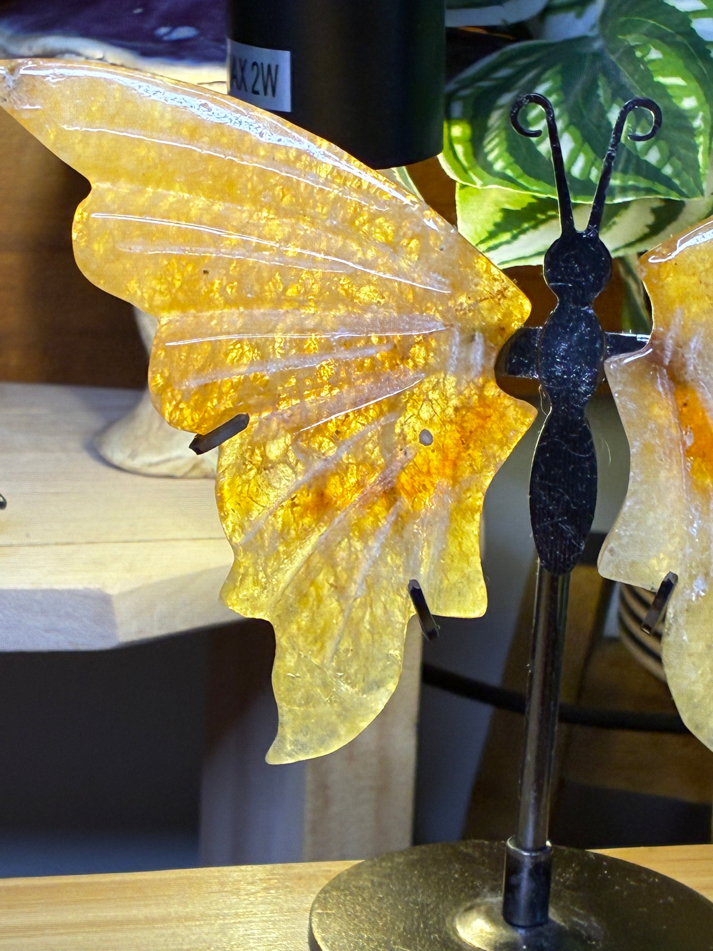 Golden Healer Butterfly