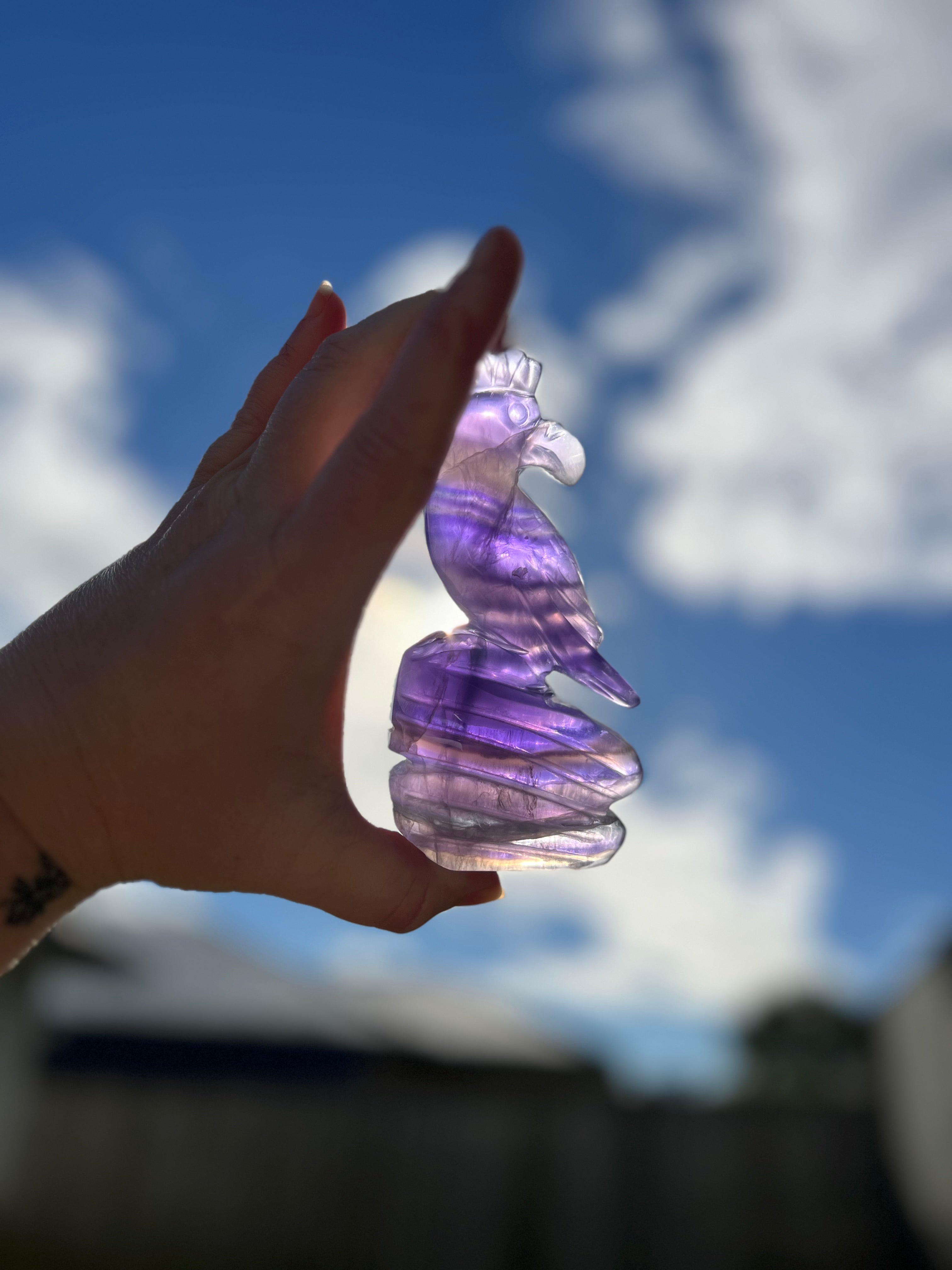 Purple Fluorite Parrot