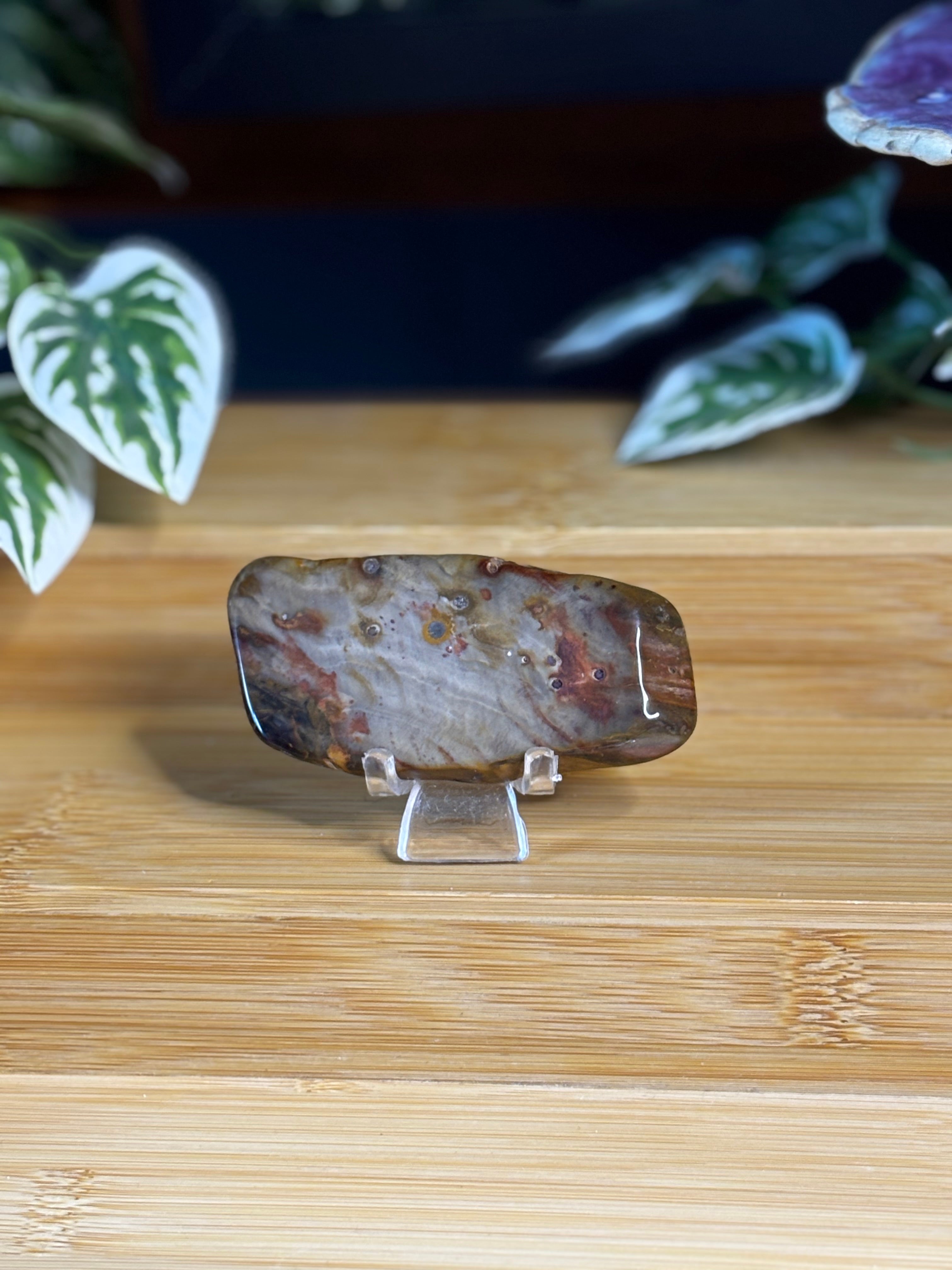 Petrified Wood Mini Slab