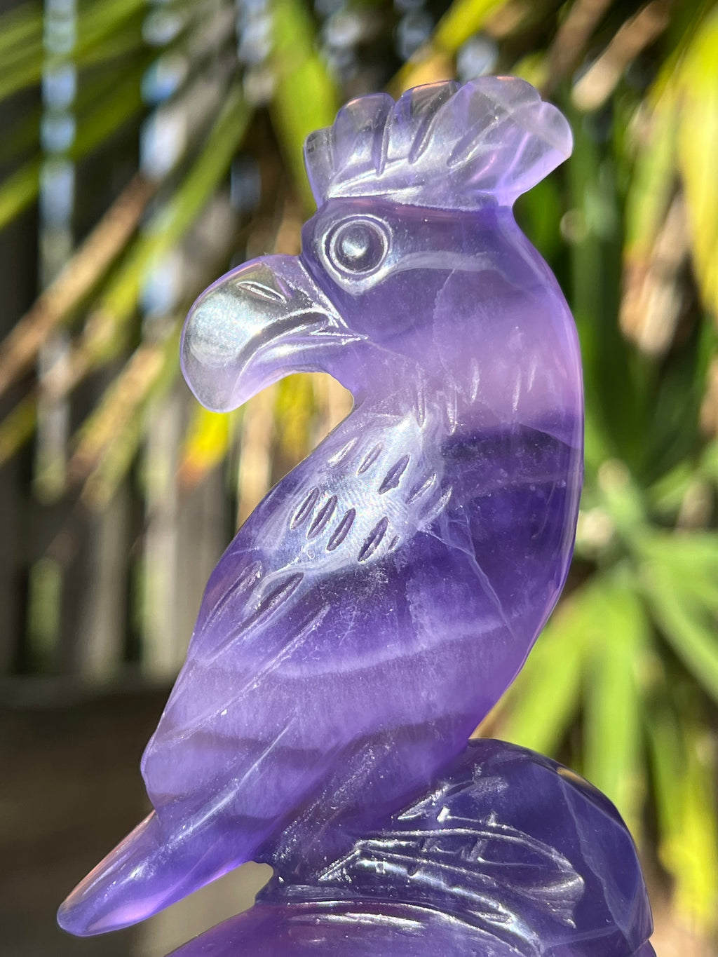 Purple Fluorite Parrot