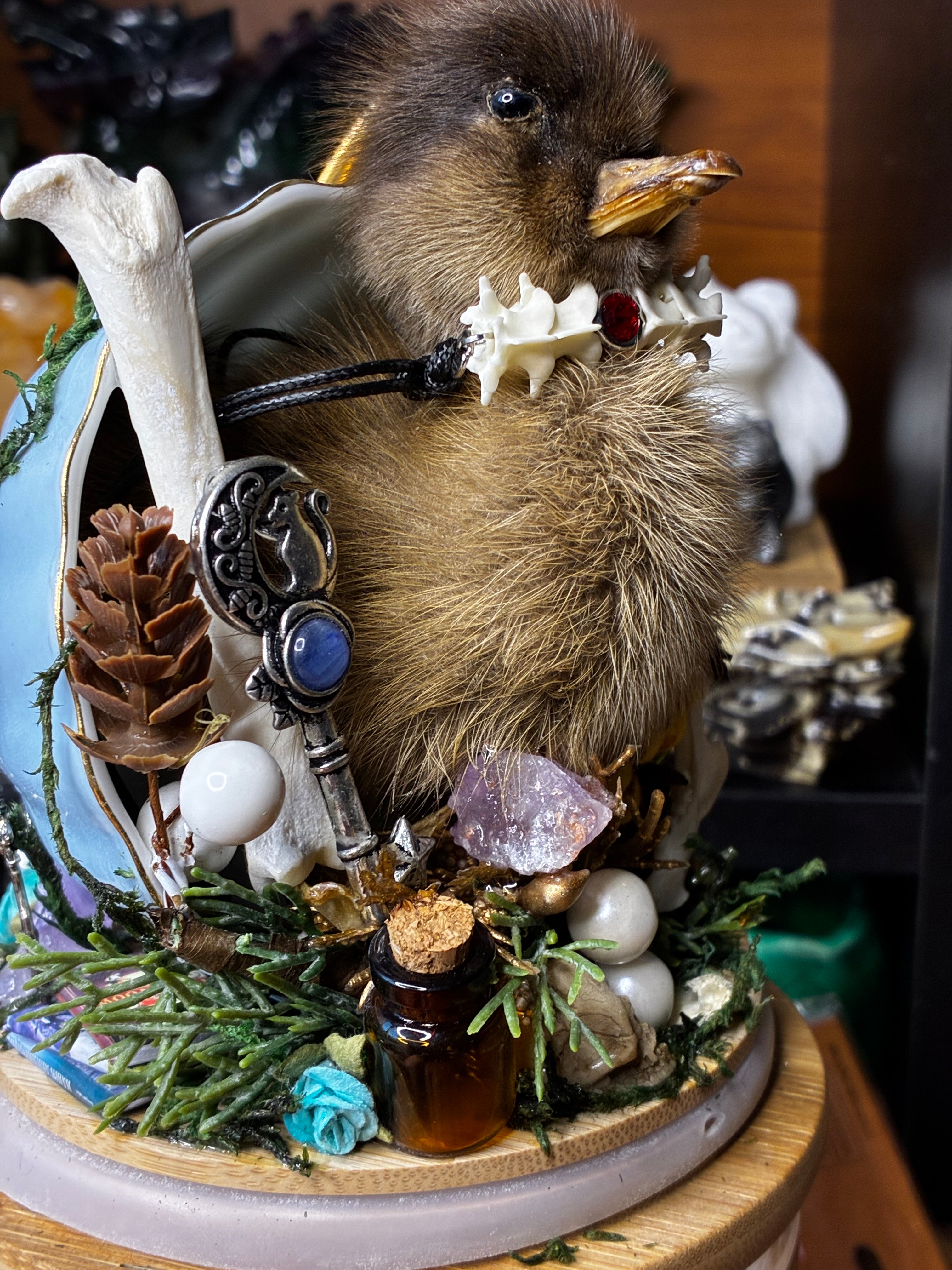 The Forager of Forgotten Things