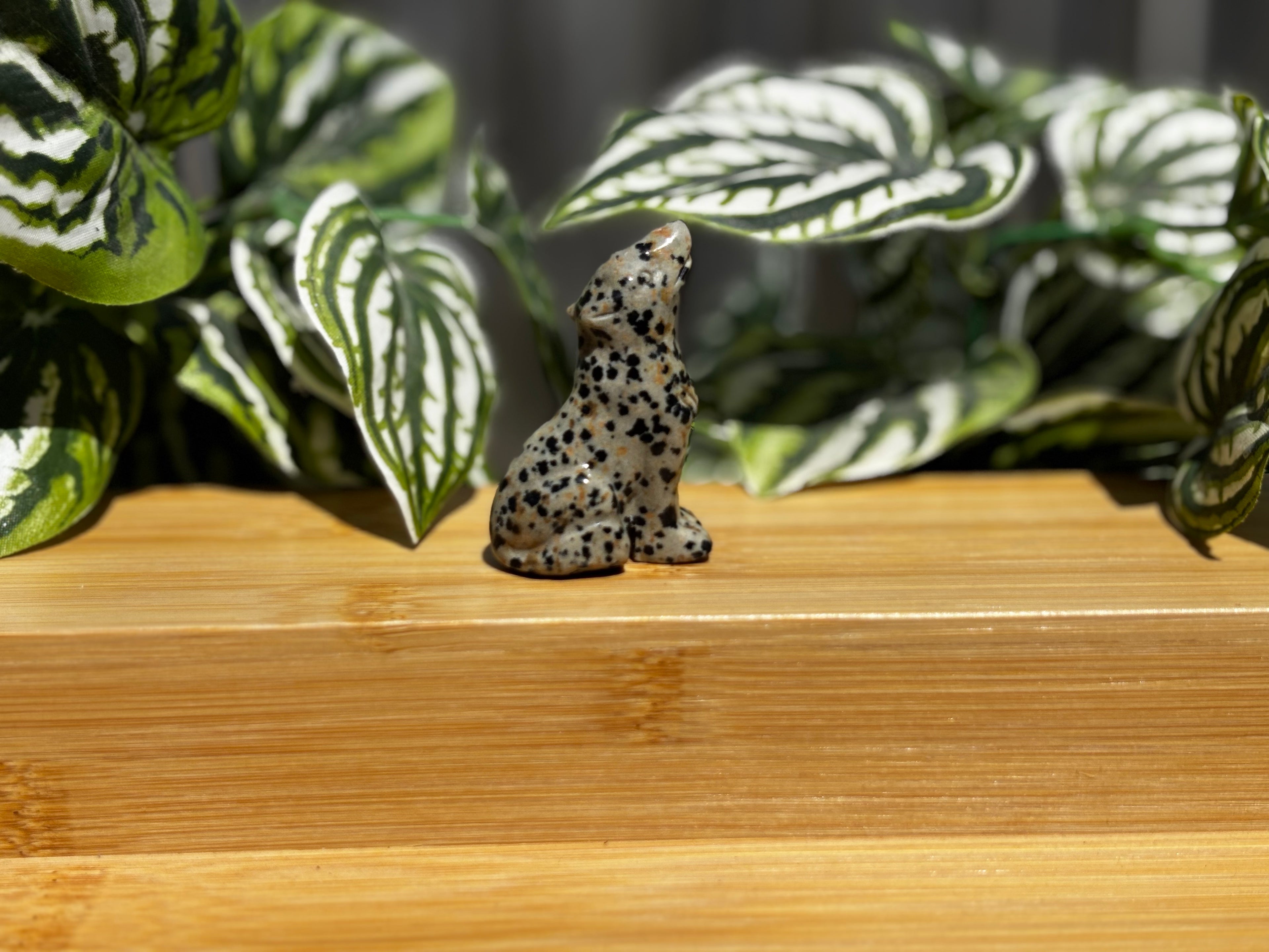 Dalmatian Jasper Wolf