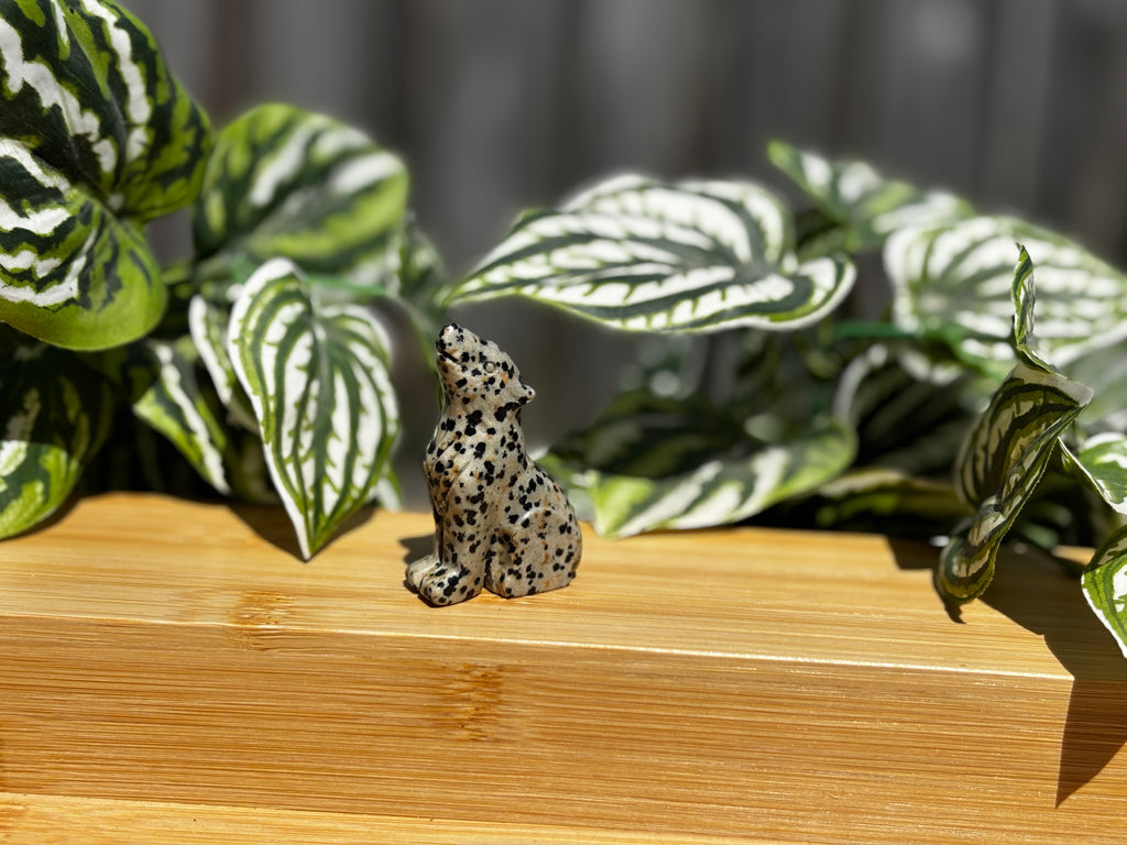 Dalmatian Jasper Wolf