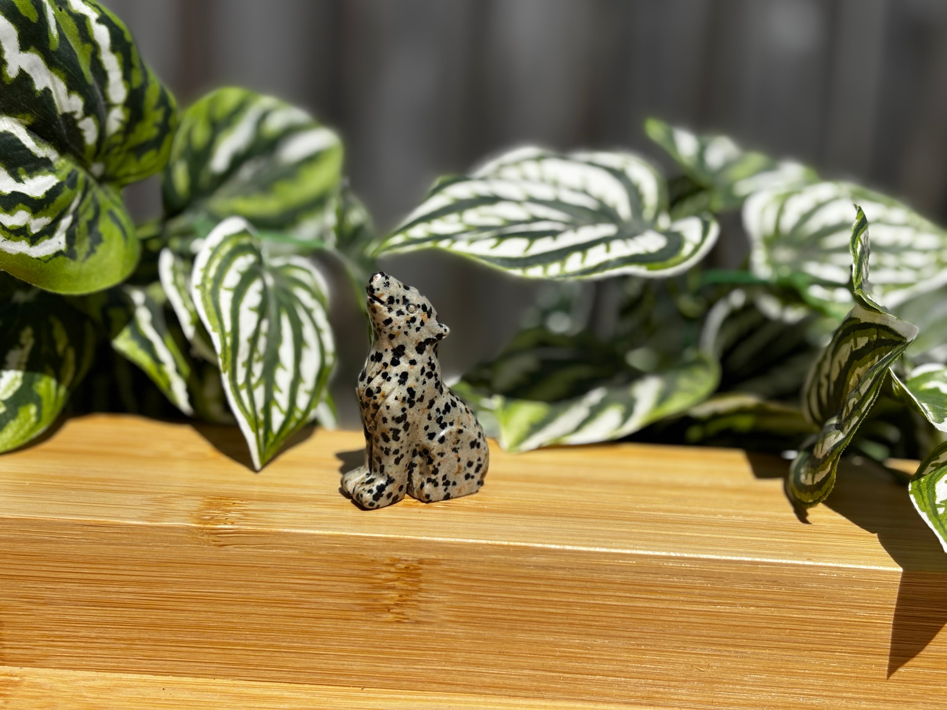 Dalmatian Jasper Wolf