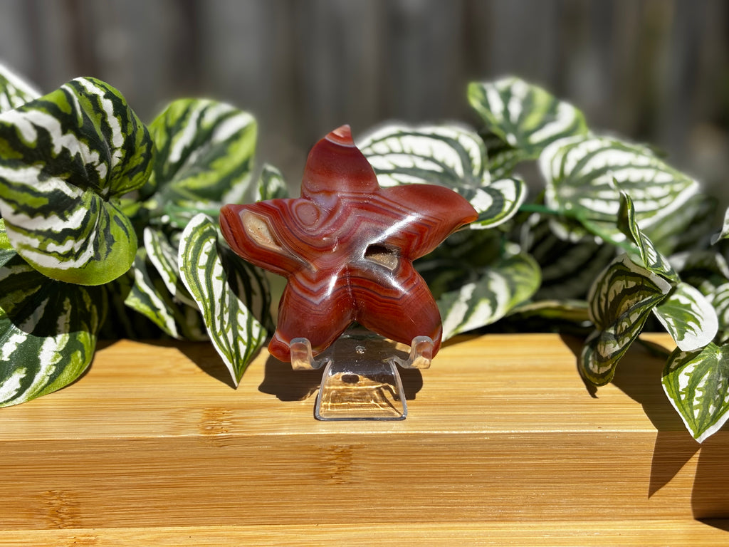 Druzy Carnelian Starfish