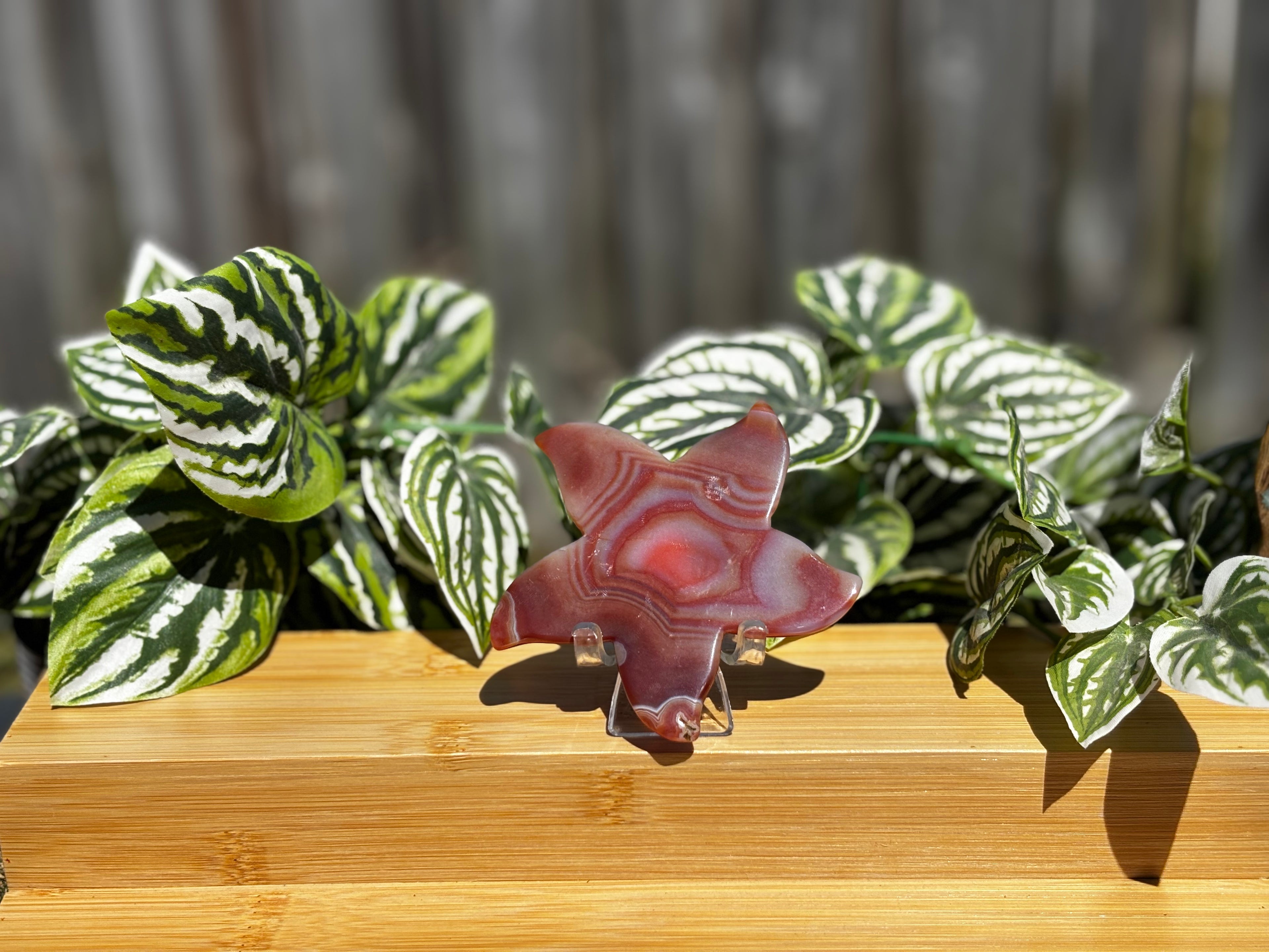 Druzy Carnelian Starfish