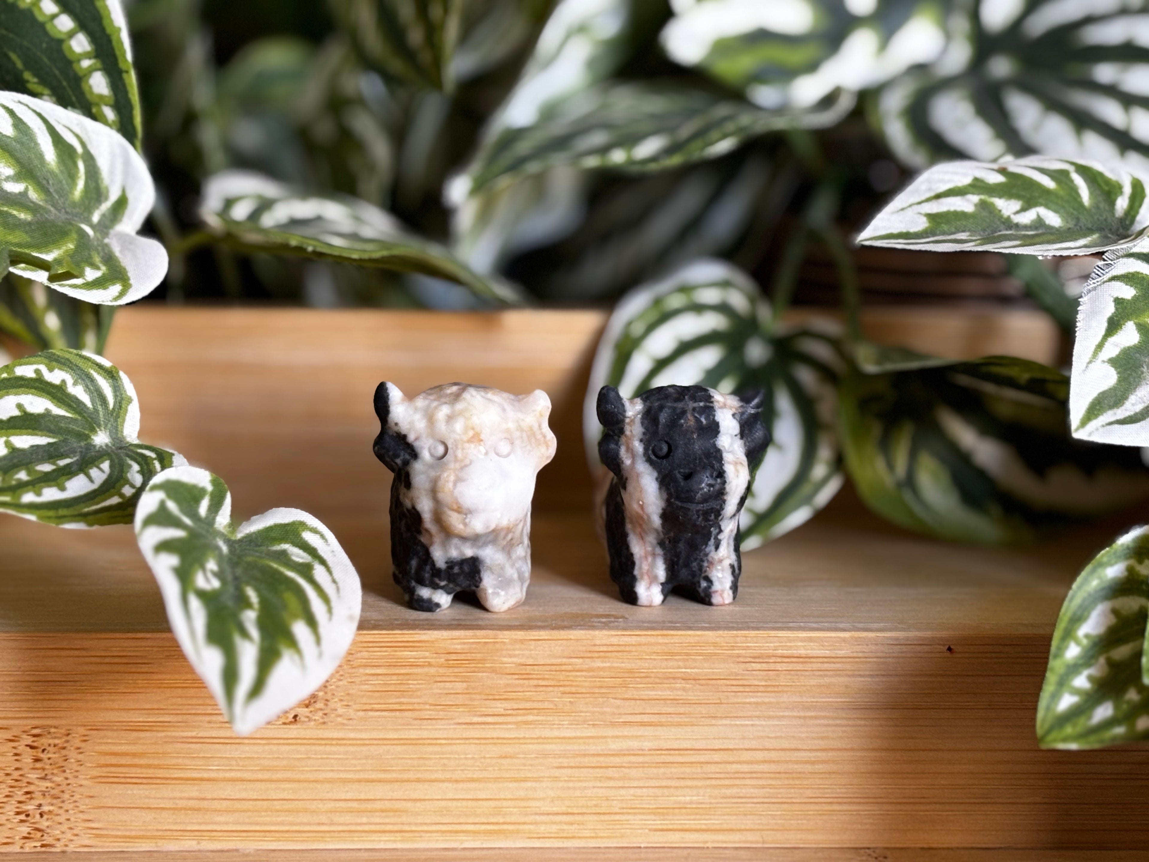 Highland Cow - Zebra Stone