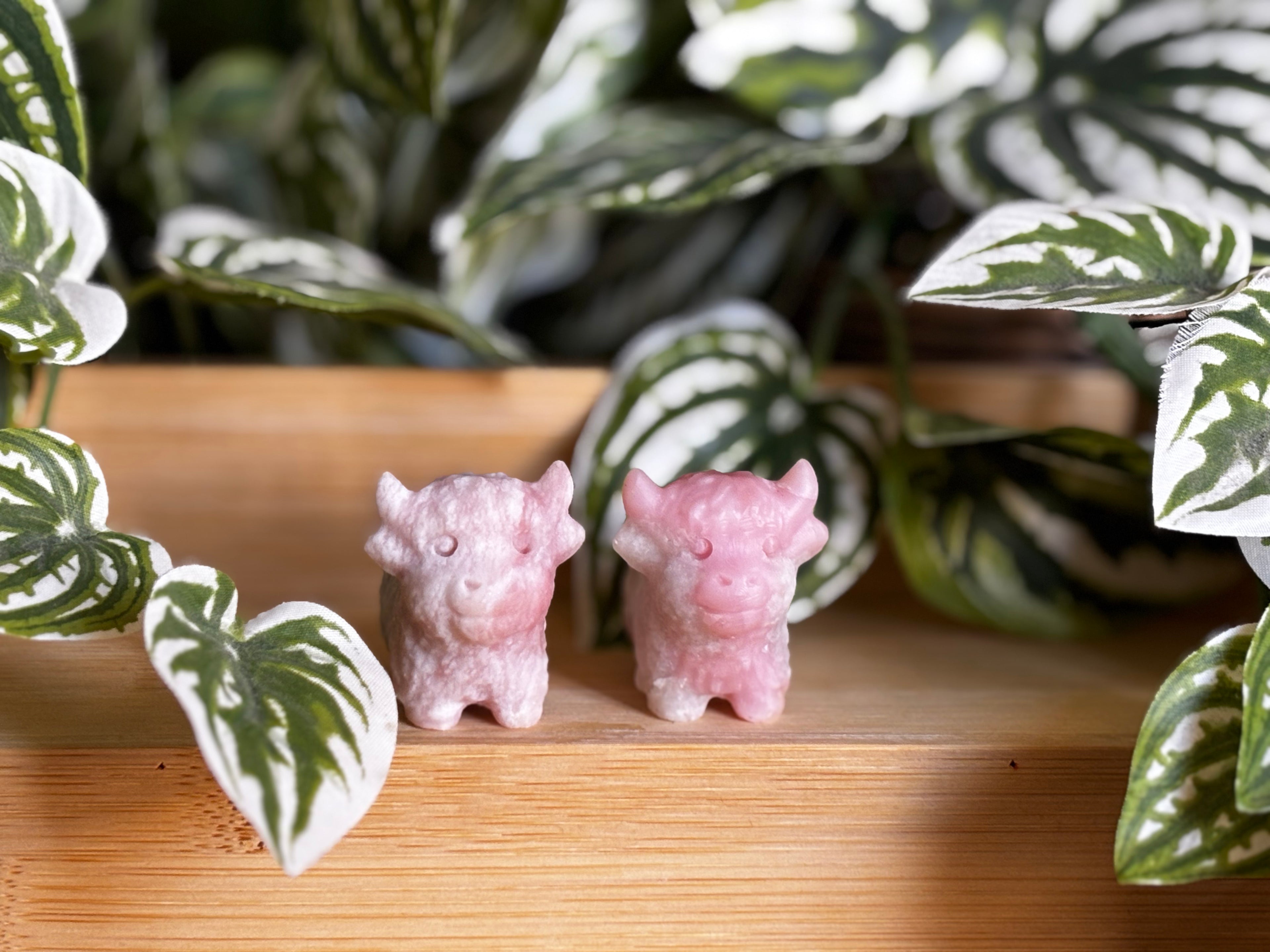 Highland Cow - Pink Opal