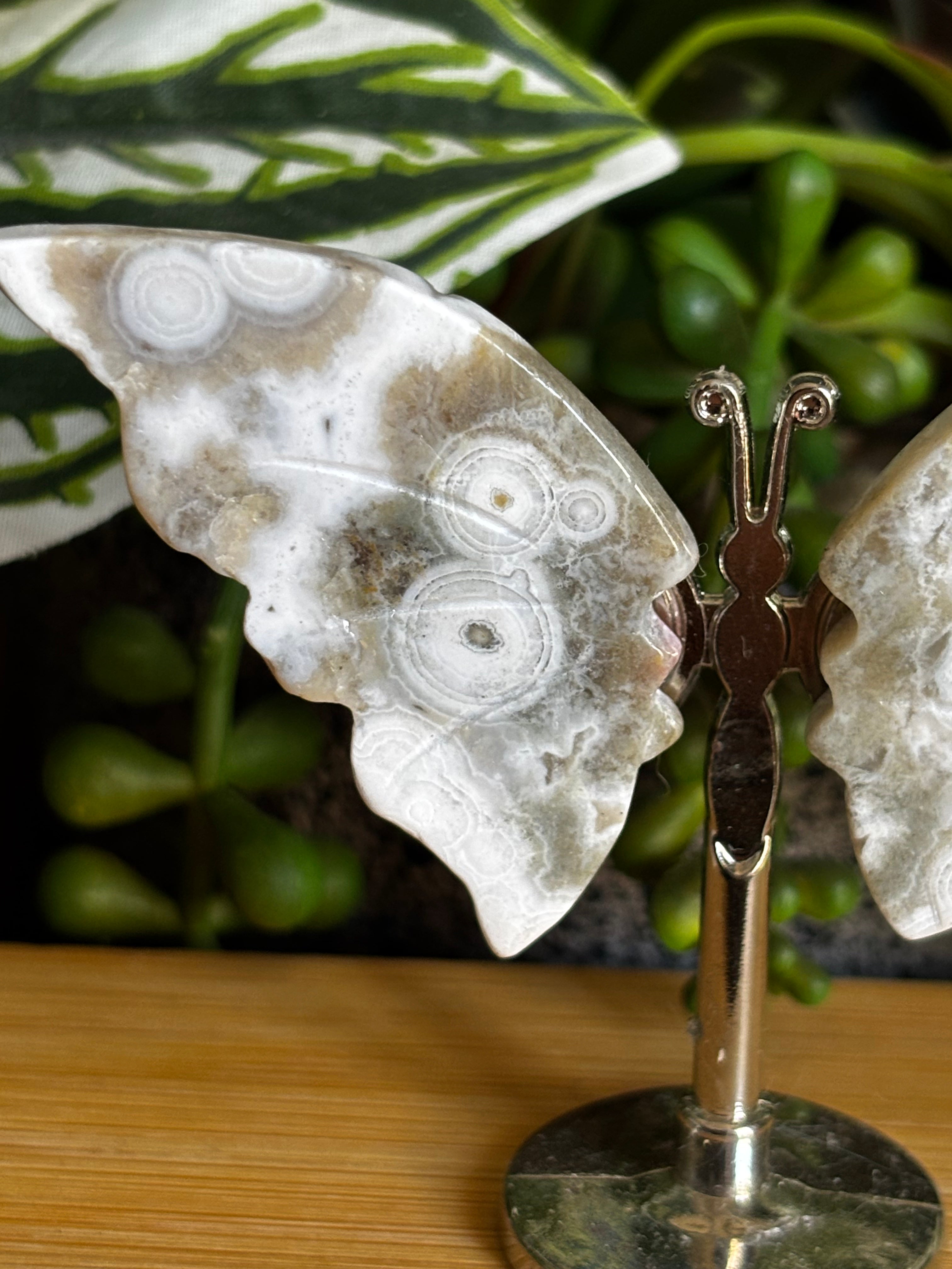 Ocean Jasper Butterfly