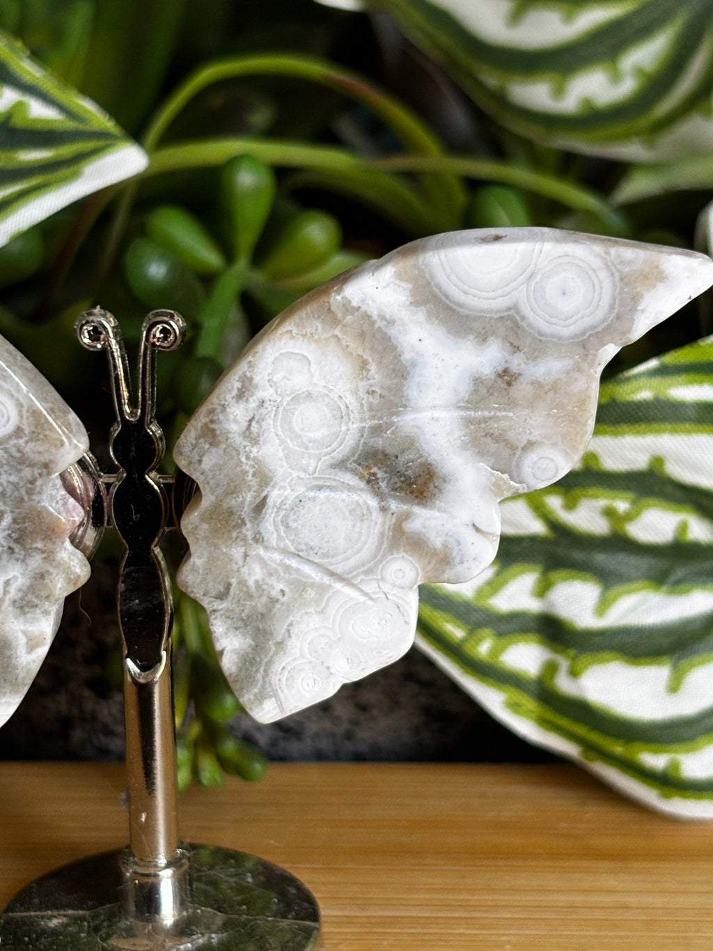 Ocean Jasper Butterfly