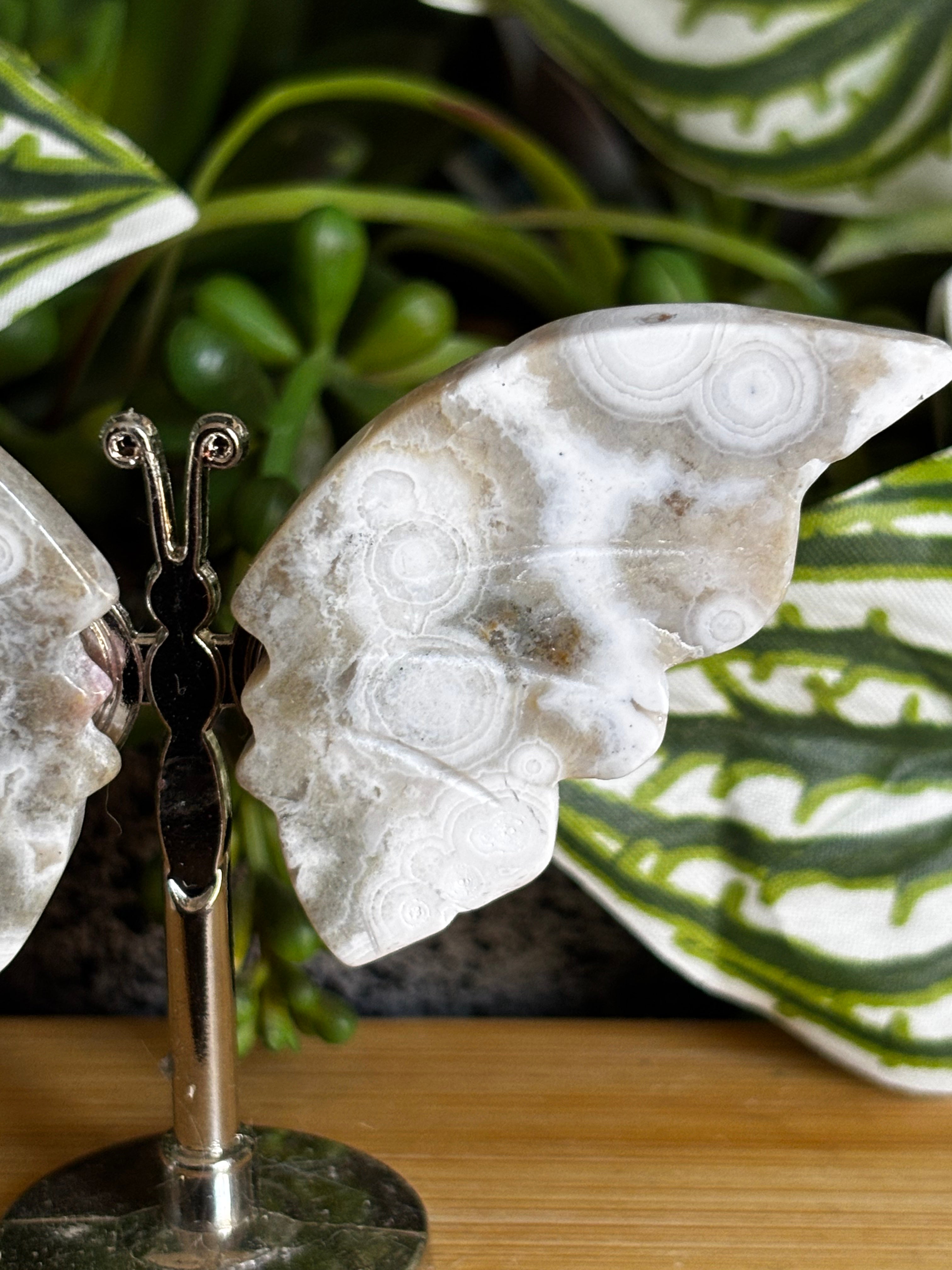 Ocean Jasper Butterfly