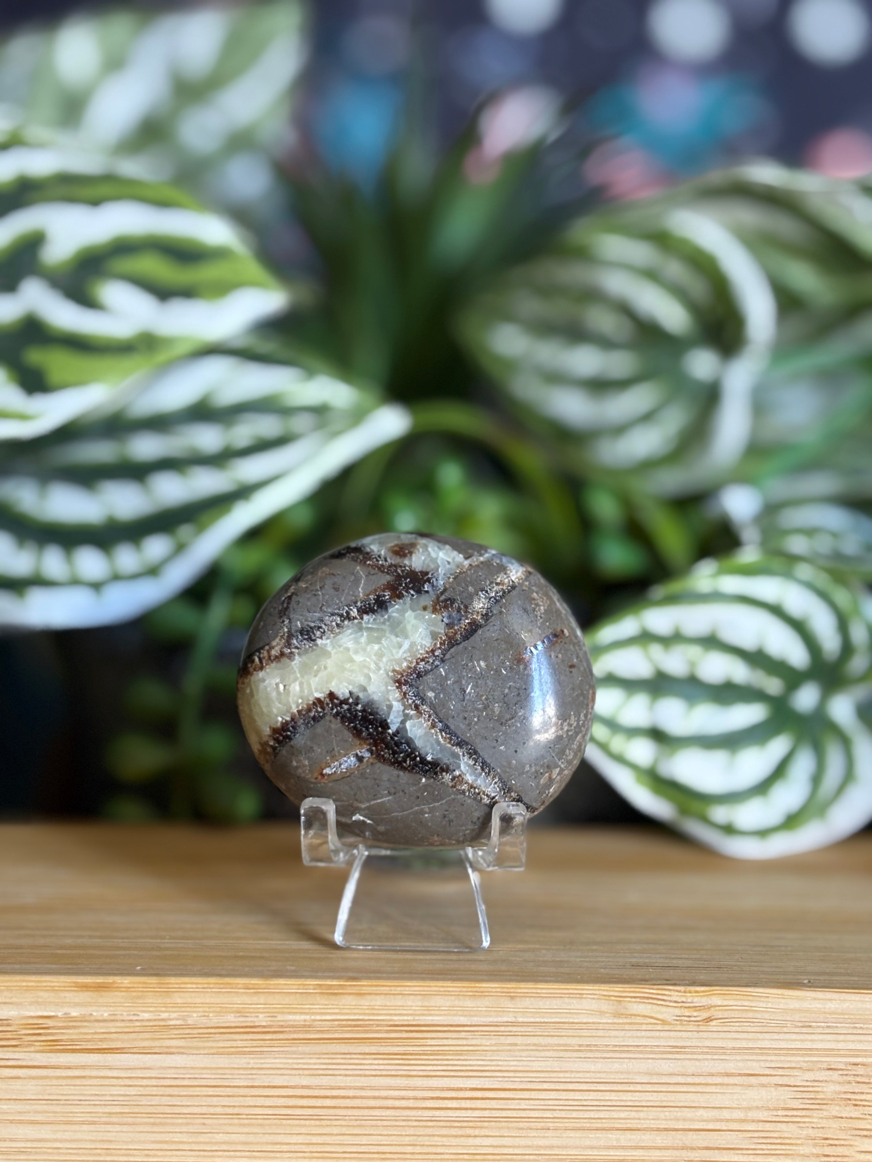 Septarian Palm Stone