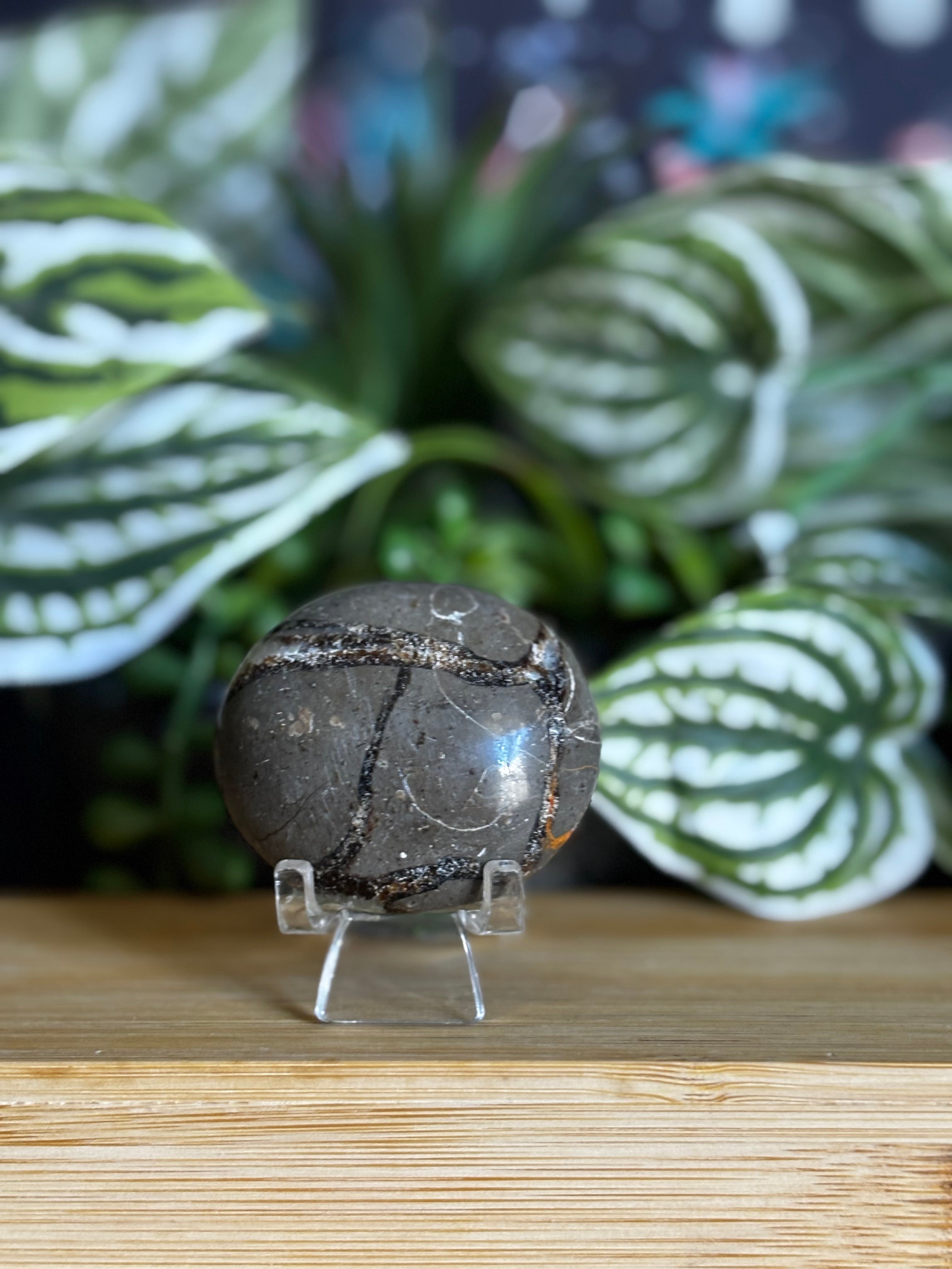 Septarian Palm Stone