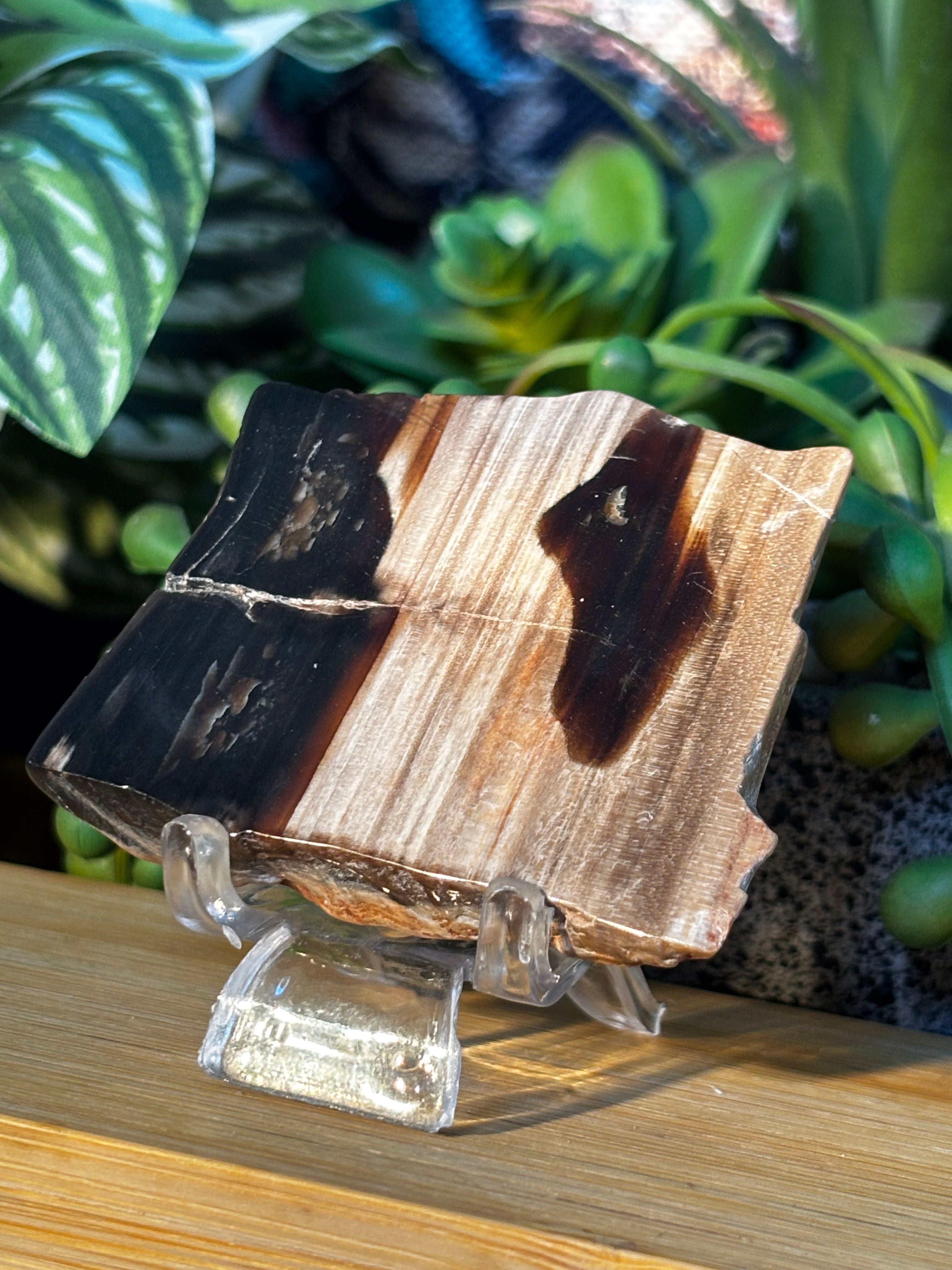 Petrified Wood Mini Slab