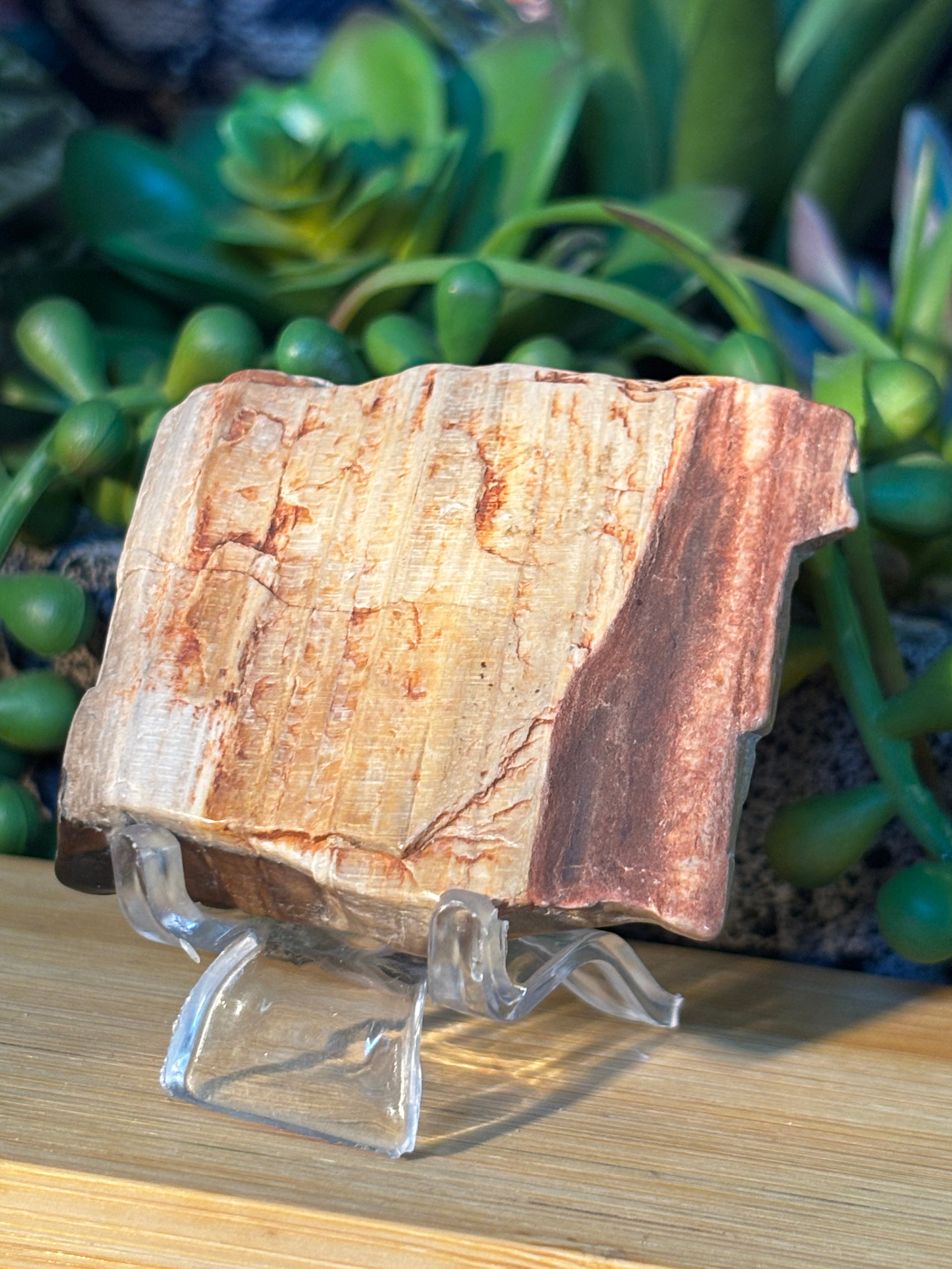 Petrified Wood Mini Slab