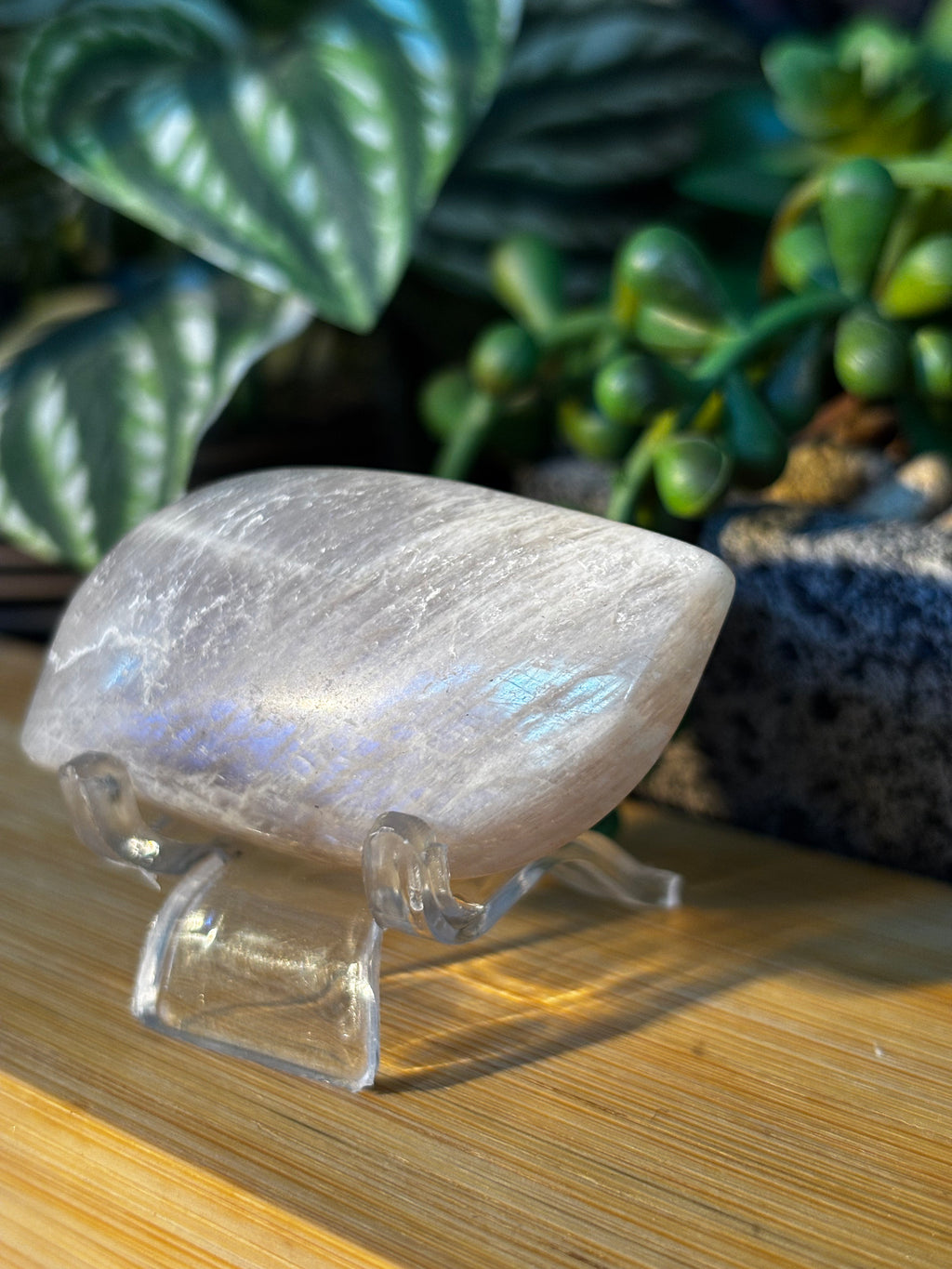 Moonstone Palm