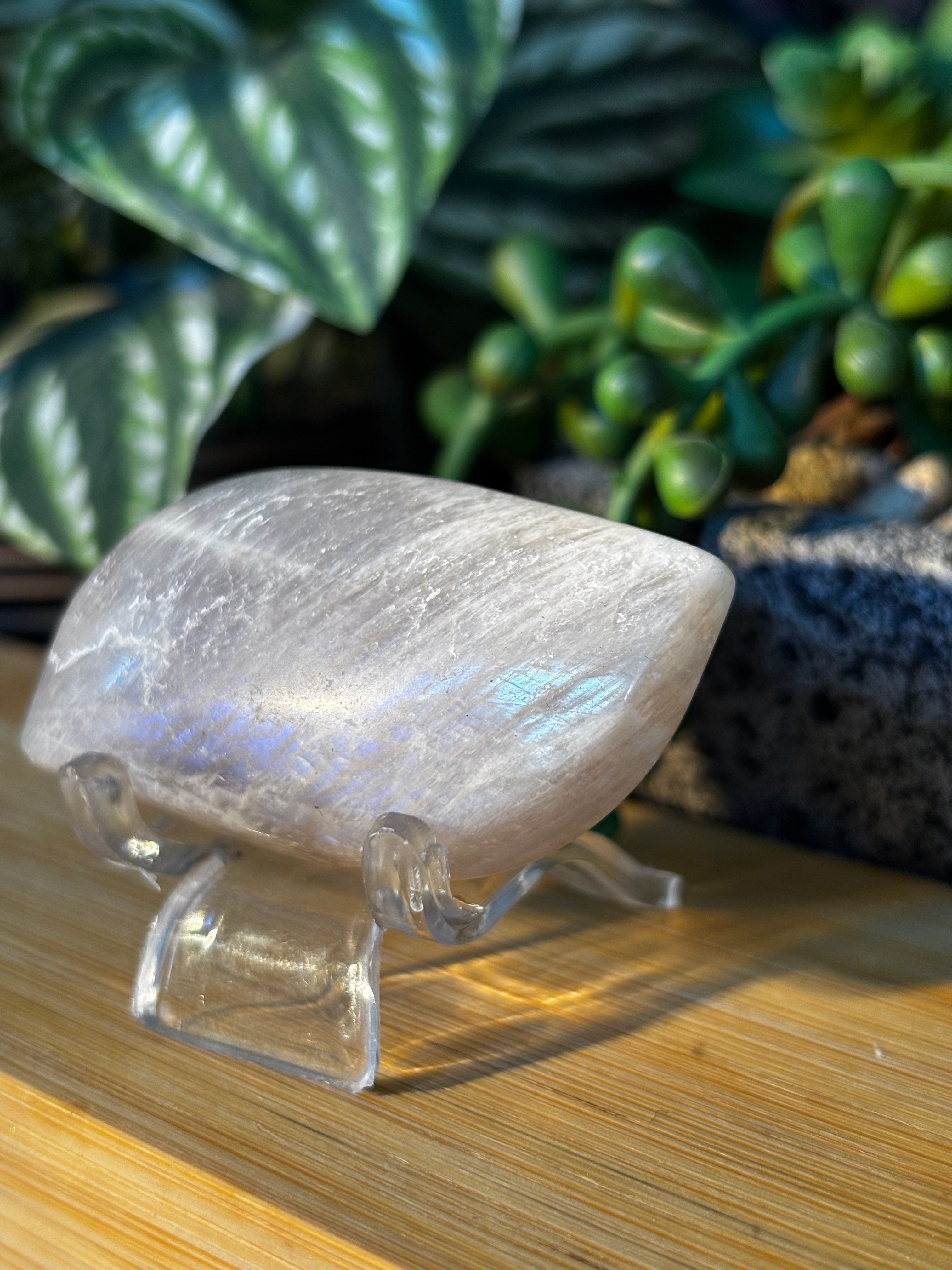 Moonstone Palm