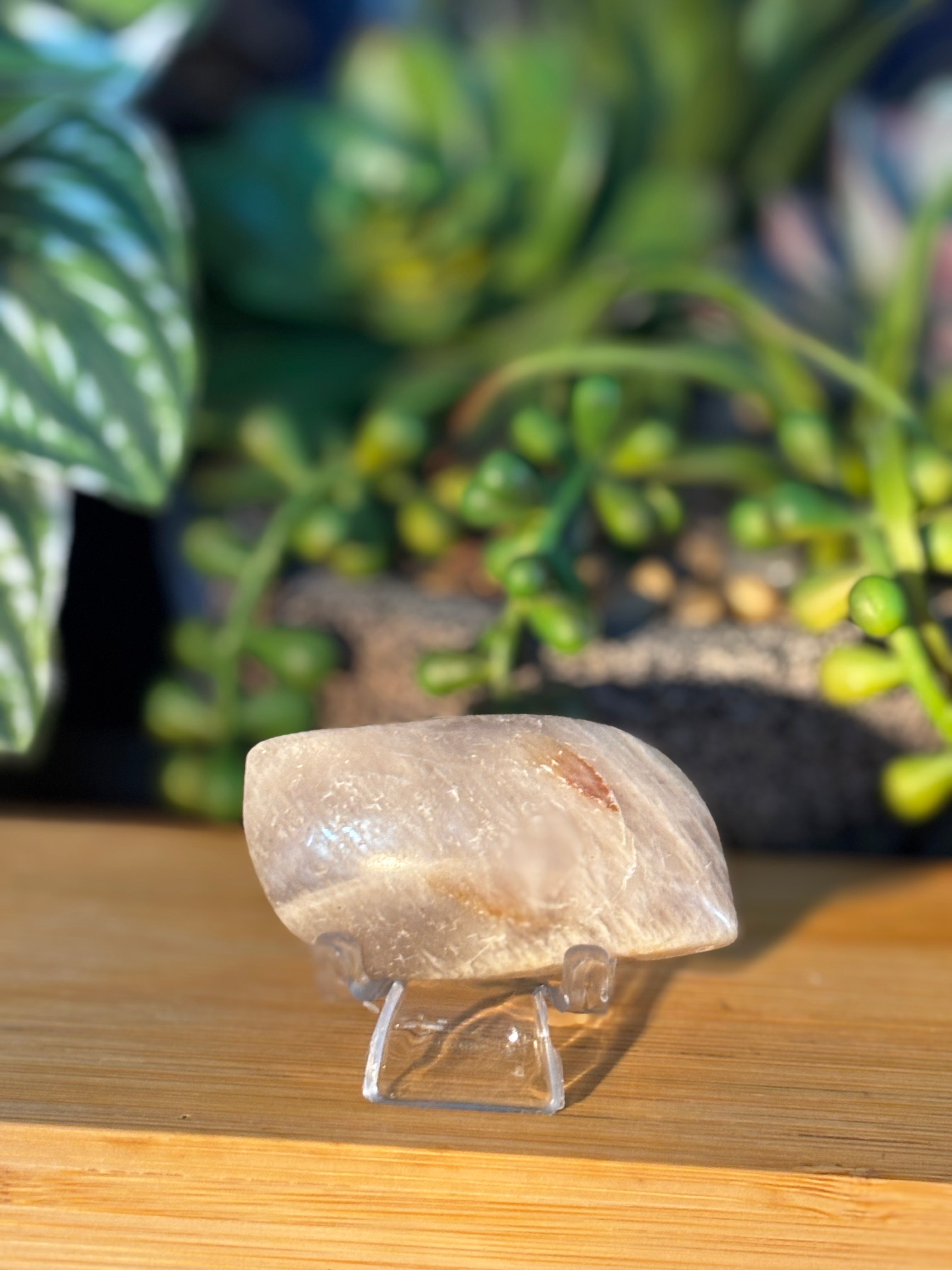 Moonstone Palm