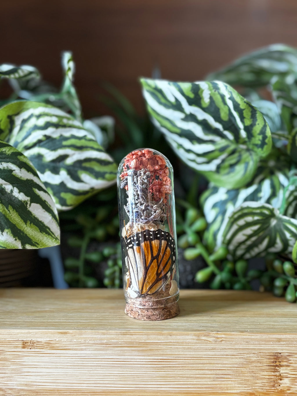 Orange Butterfly Curio Dome