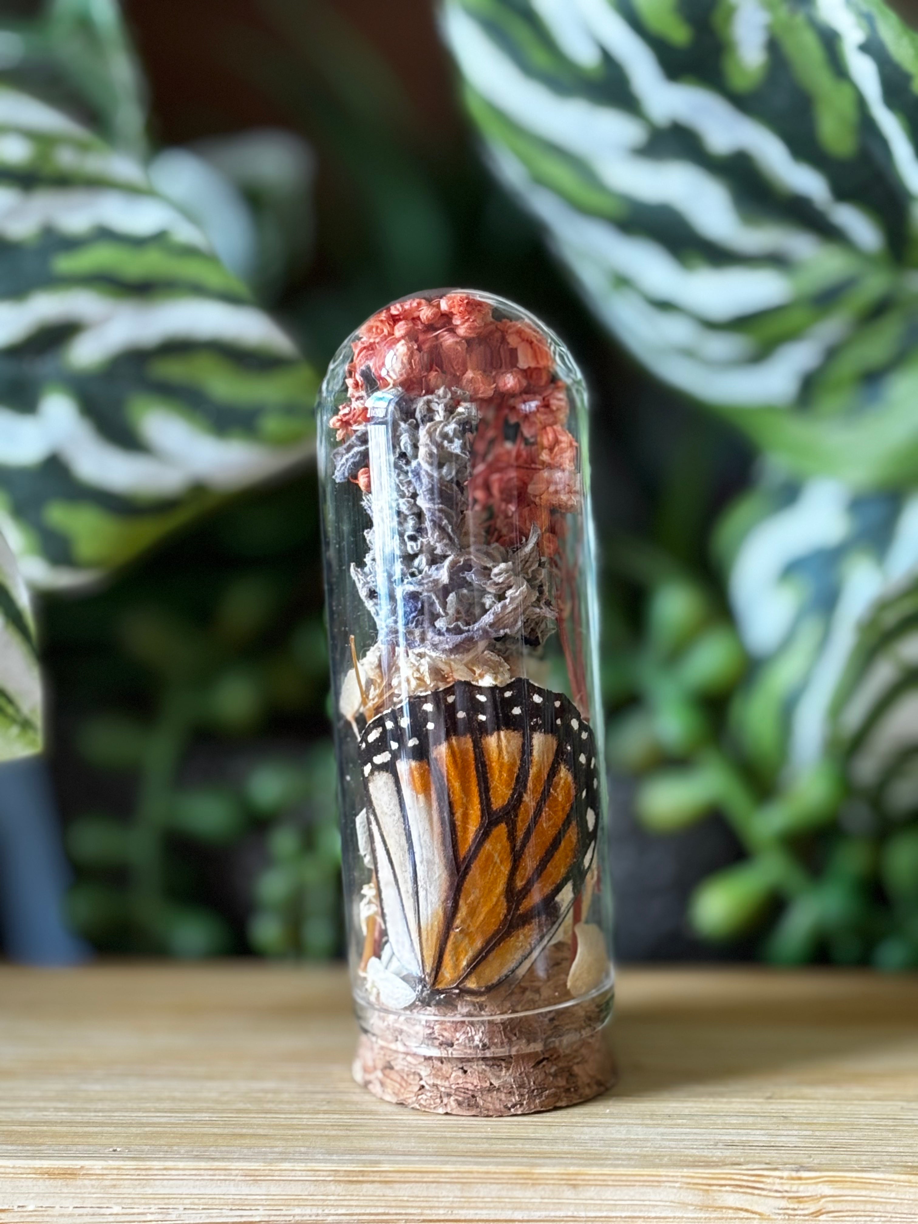 Orange Butterfly Curio Dome