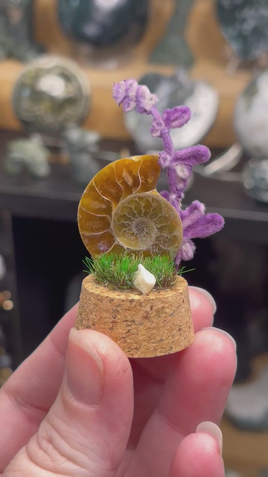 Ammonite Curio Dome