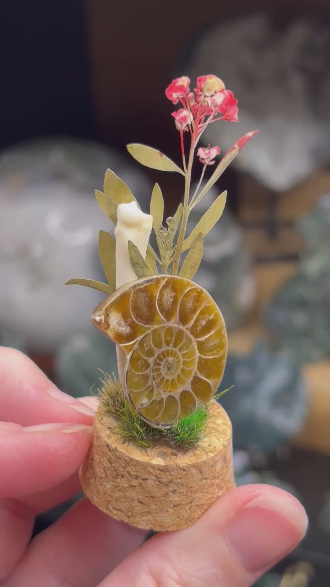 Ammonite Curio Dome